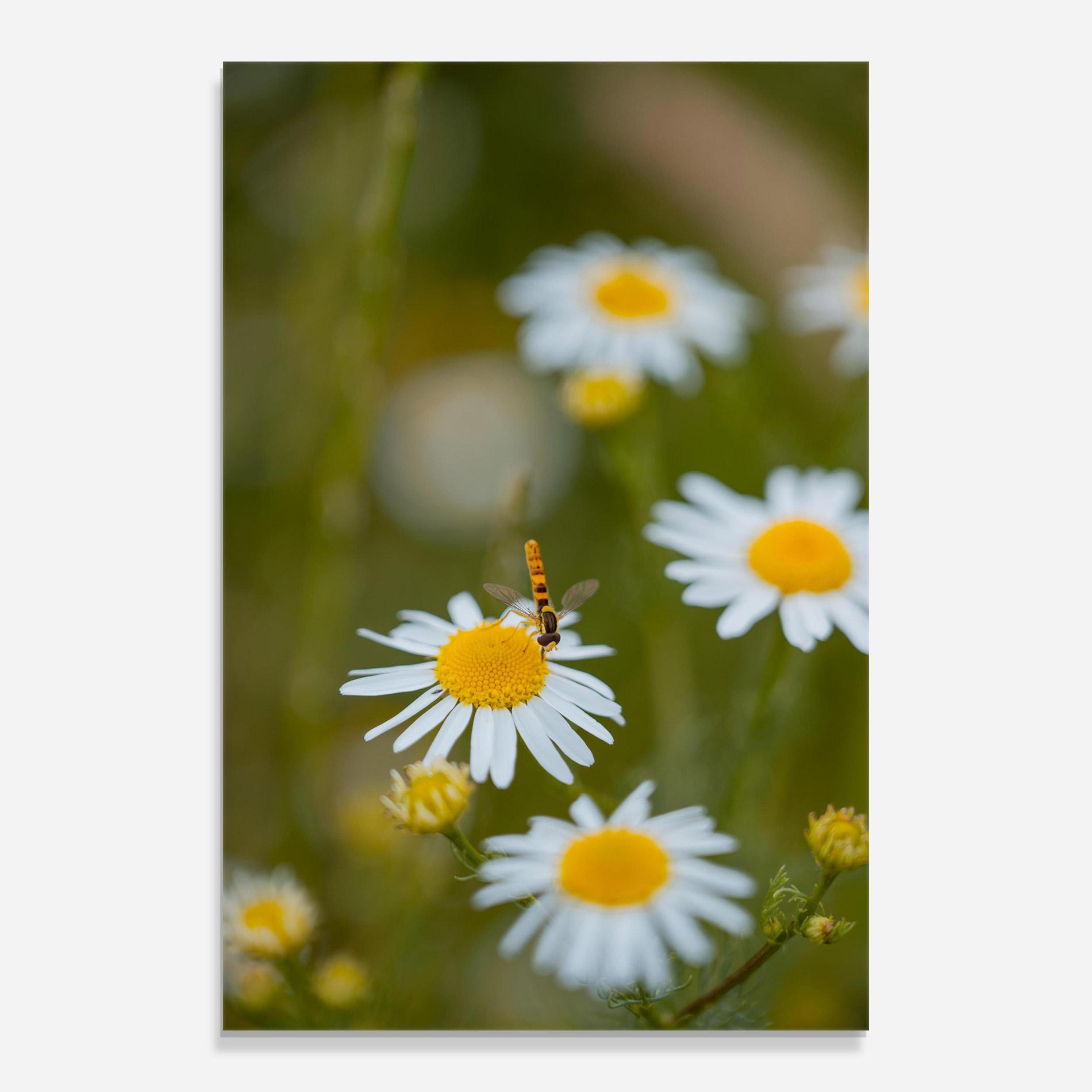 Tablou Sticla Bug On Small Daisy mockup 0