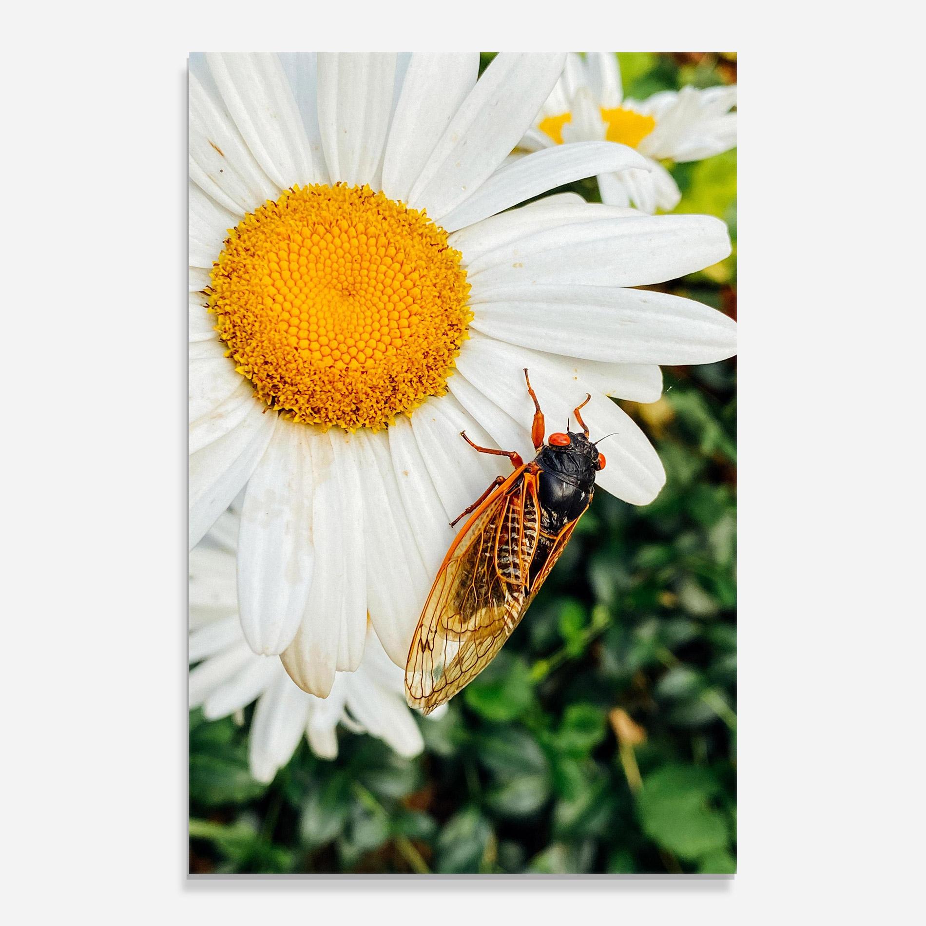 Tablou Sticla Bug On The Daisy mockup 0