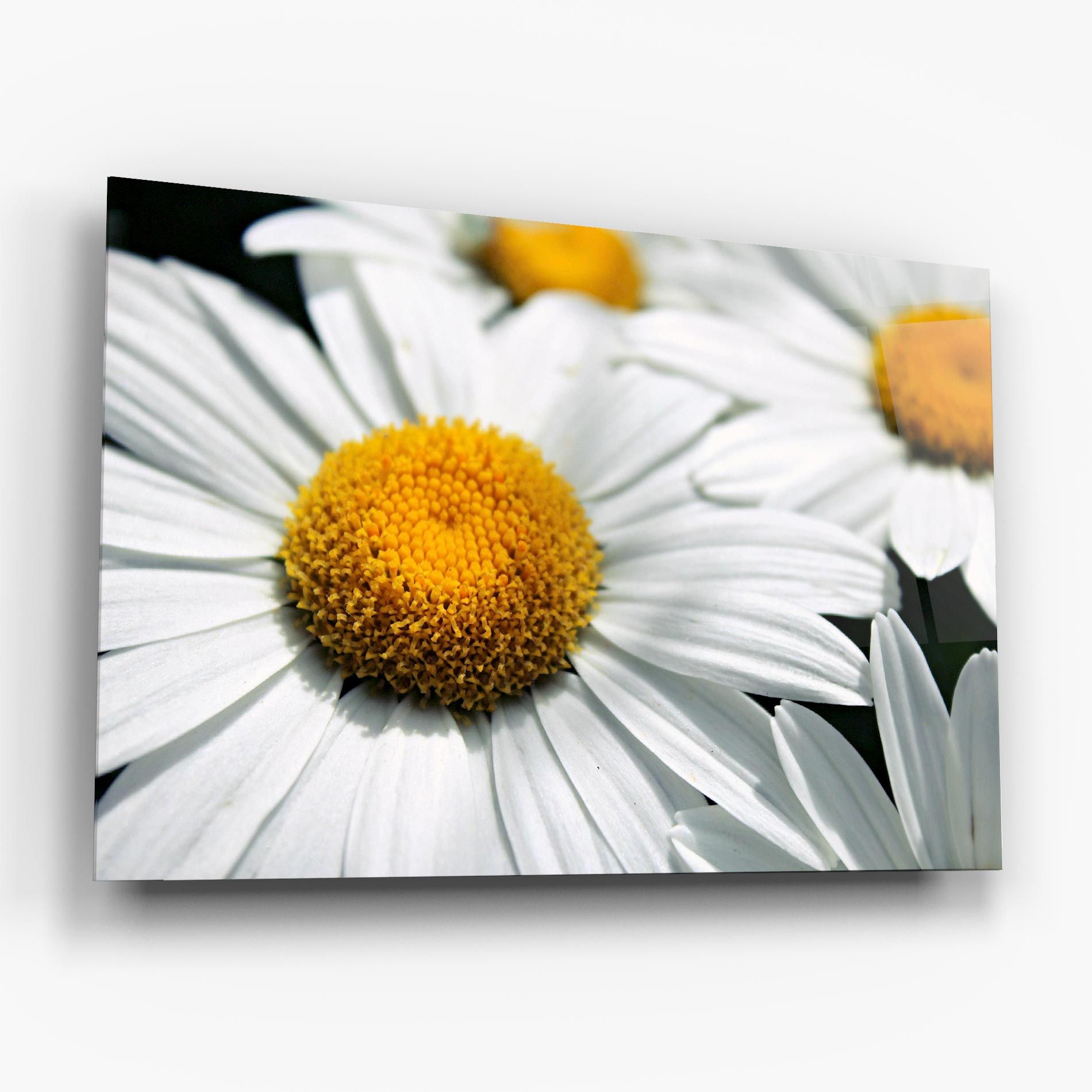 Big Daisies mockup 6