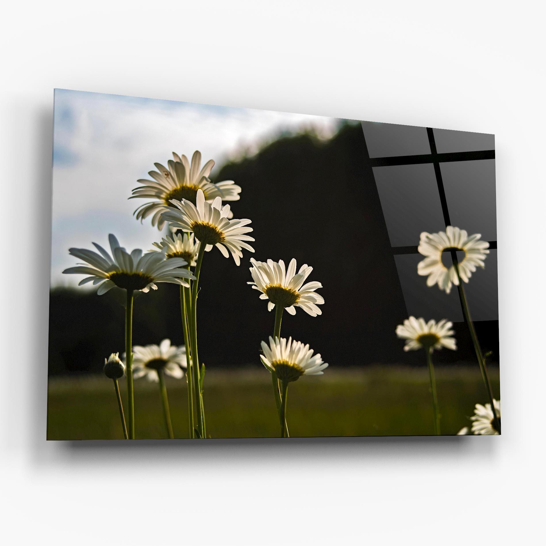 Wild Daisy mockup 6