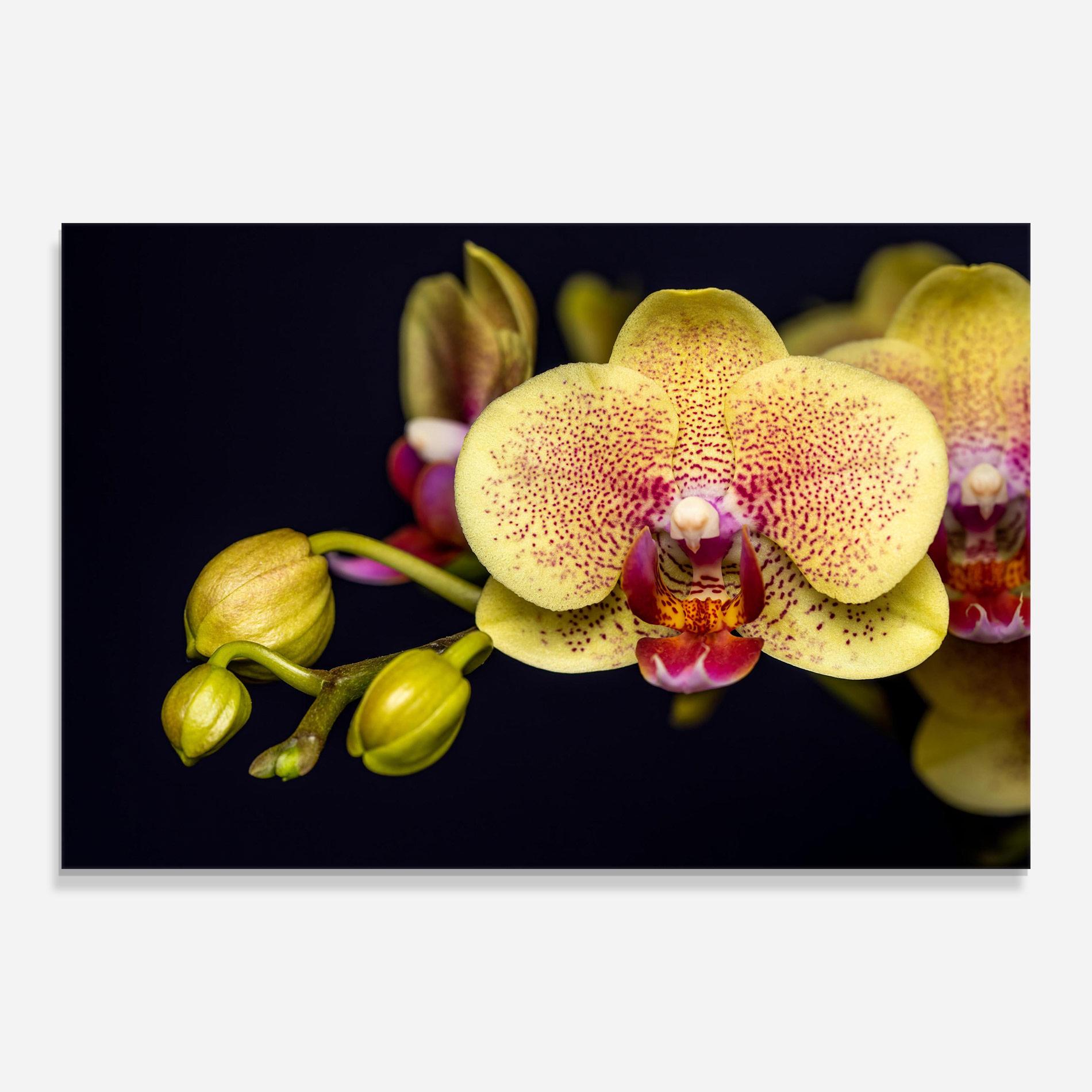 Tablou Sticla Baby Orchid mockup 0