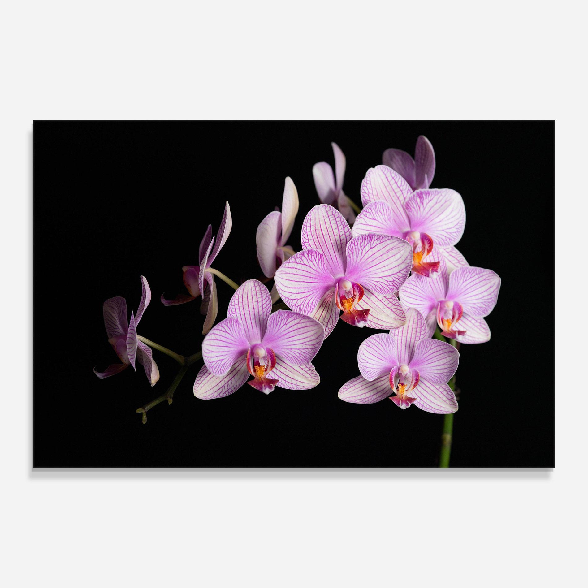 Tablou Sticla Beautiful Orchids On Black mockup 0