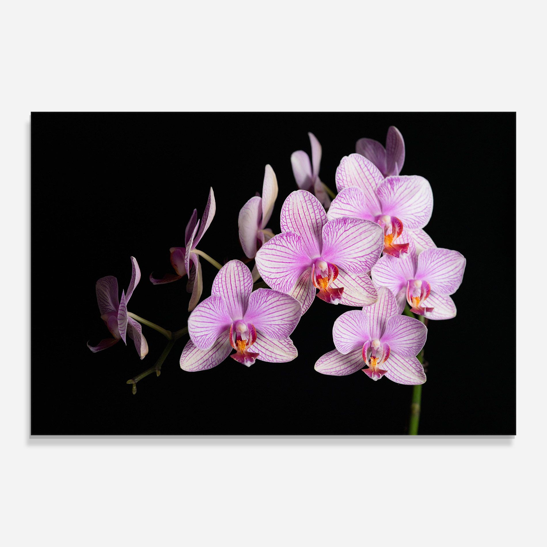 Beautiful Orchids On Black mockup 0