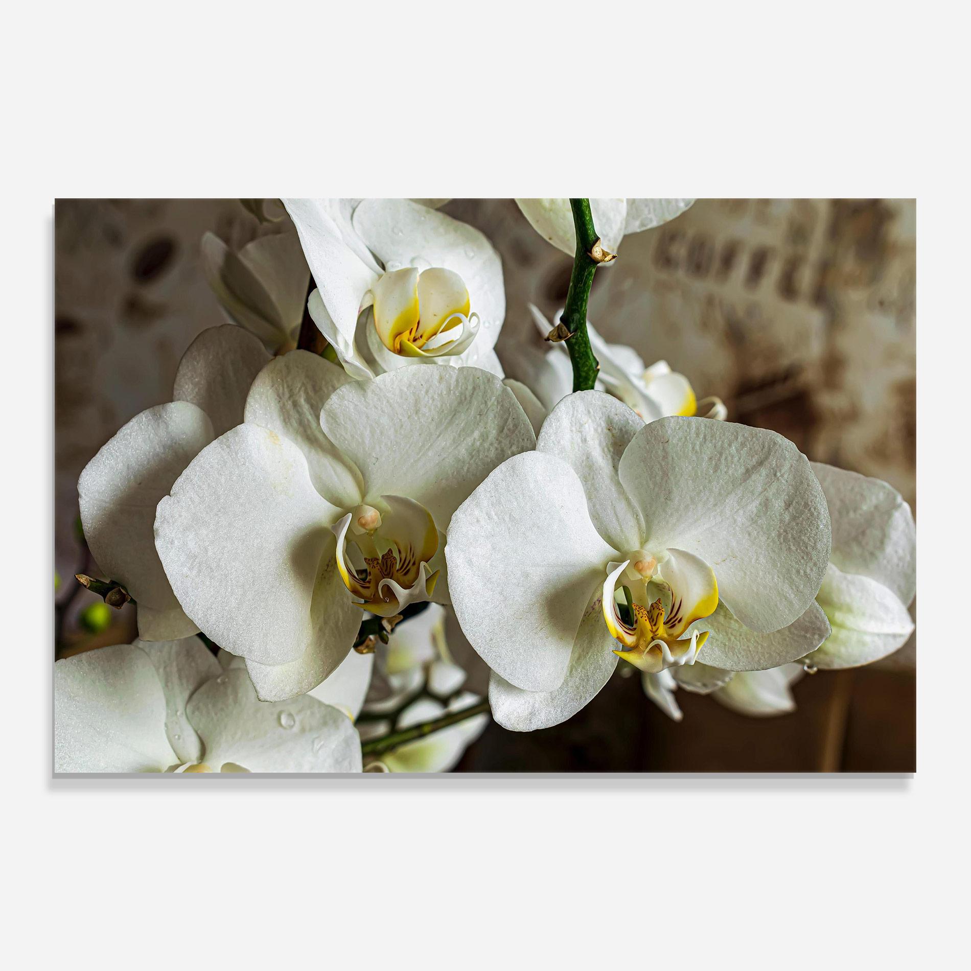 Tablou Sticla Beautiful White Orchids mockup 0