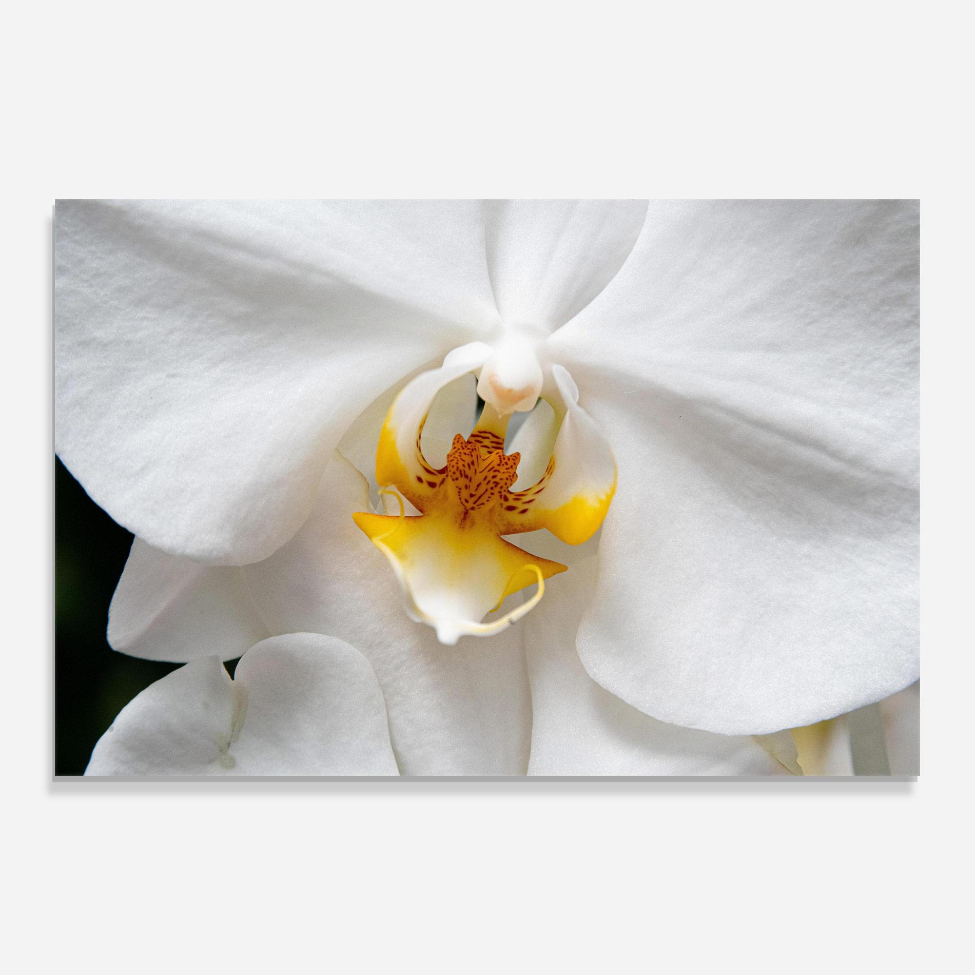 Tablou Sticla Big Orchid Close Up mockup 0