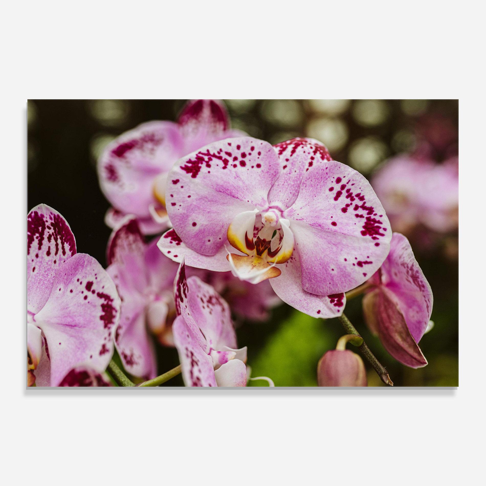 Tablou Sticla Big Pink Orchid In Nature mockup 0