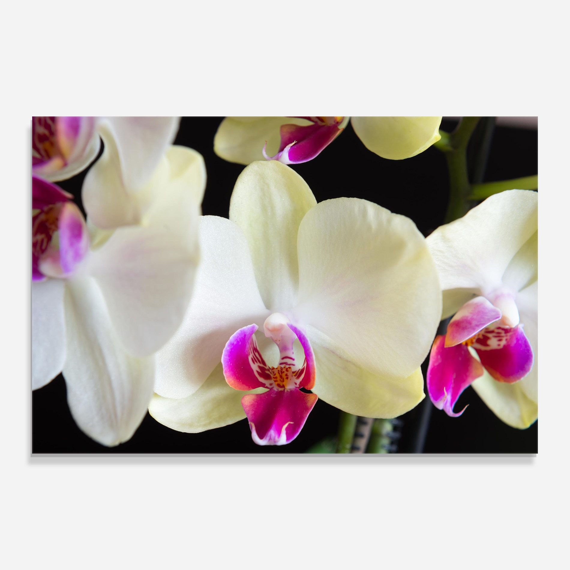 Cream Purple Orchids mockup 0