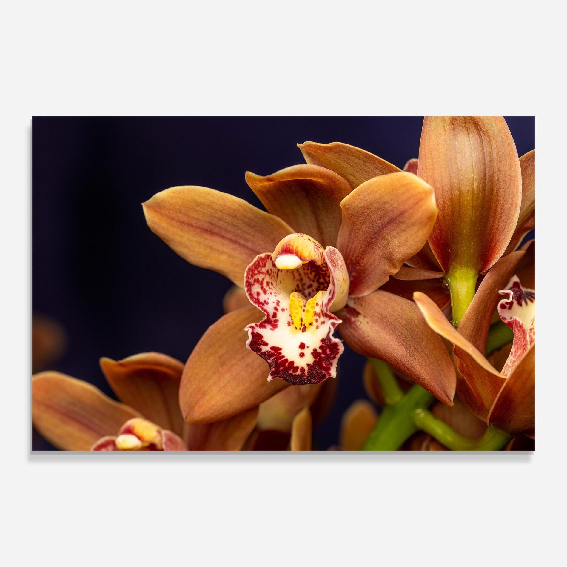Tablou Sticla Dirty Orange Orchid mockup 0