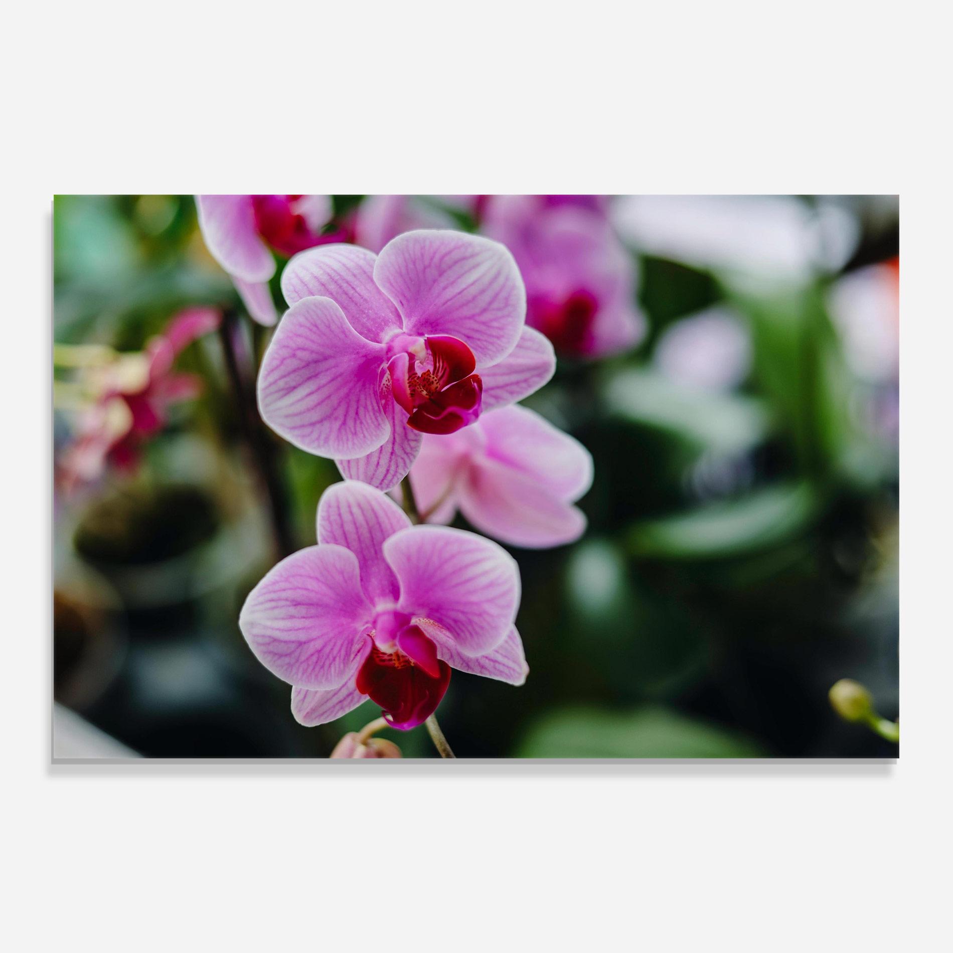 Tablou Sticla Garden Purple Orchids mockup 0