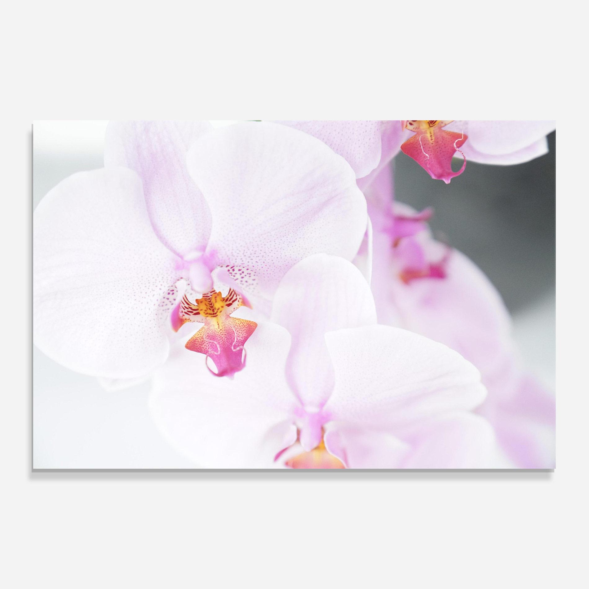 Tablou Sticla Light Purple Orchid mockup 0