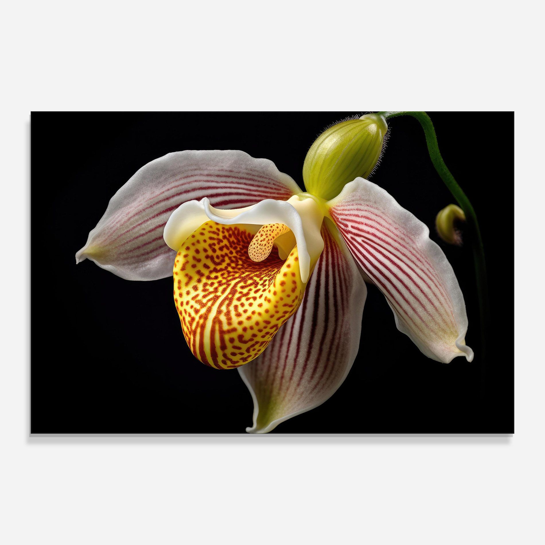 Orchid On Black mockup 0