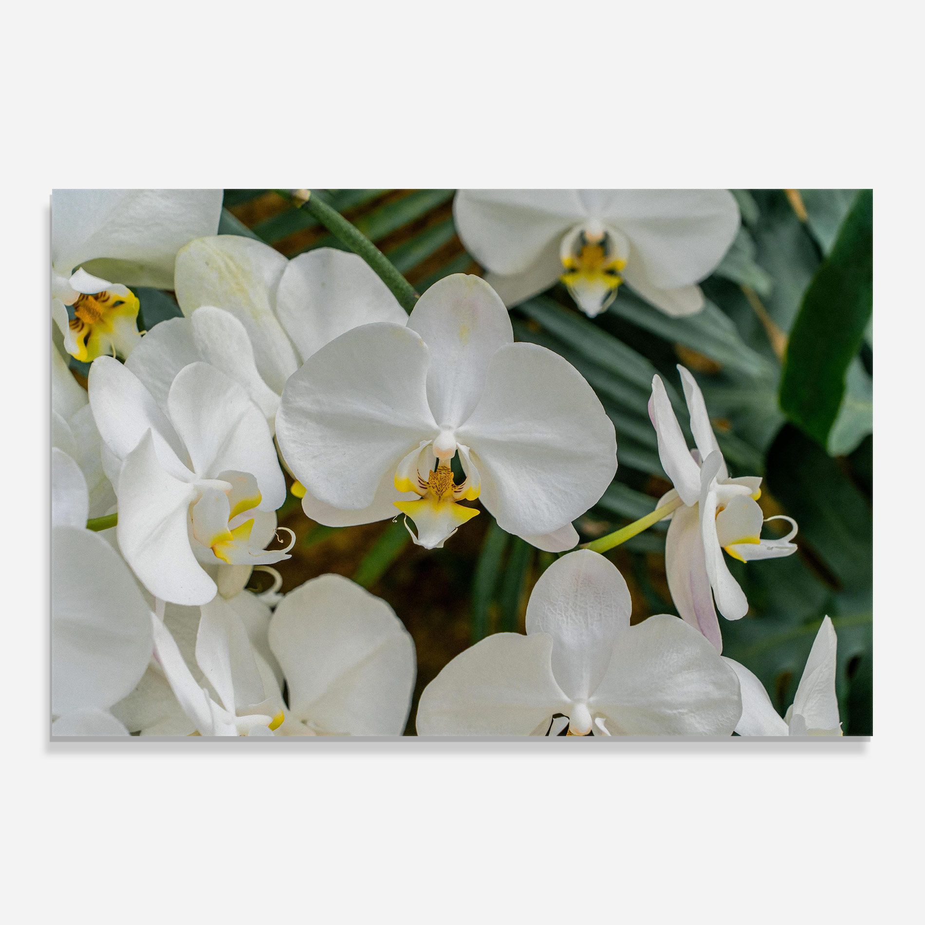 Orchids In Nature mockup 0