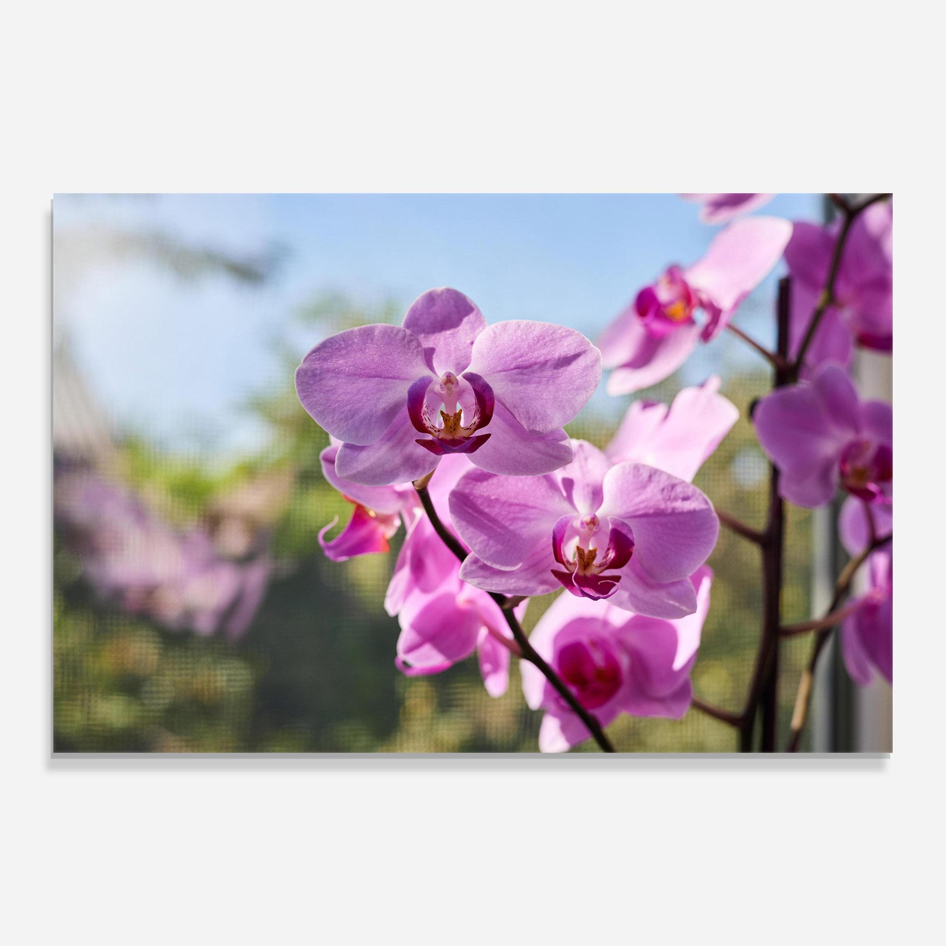 Tablou Sticla Orchids In The Garden mockup 0