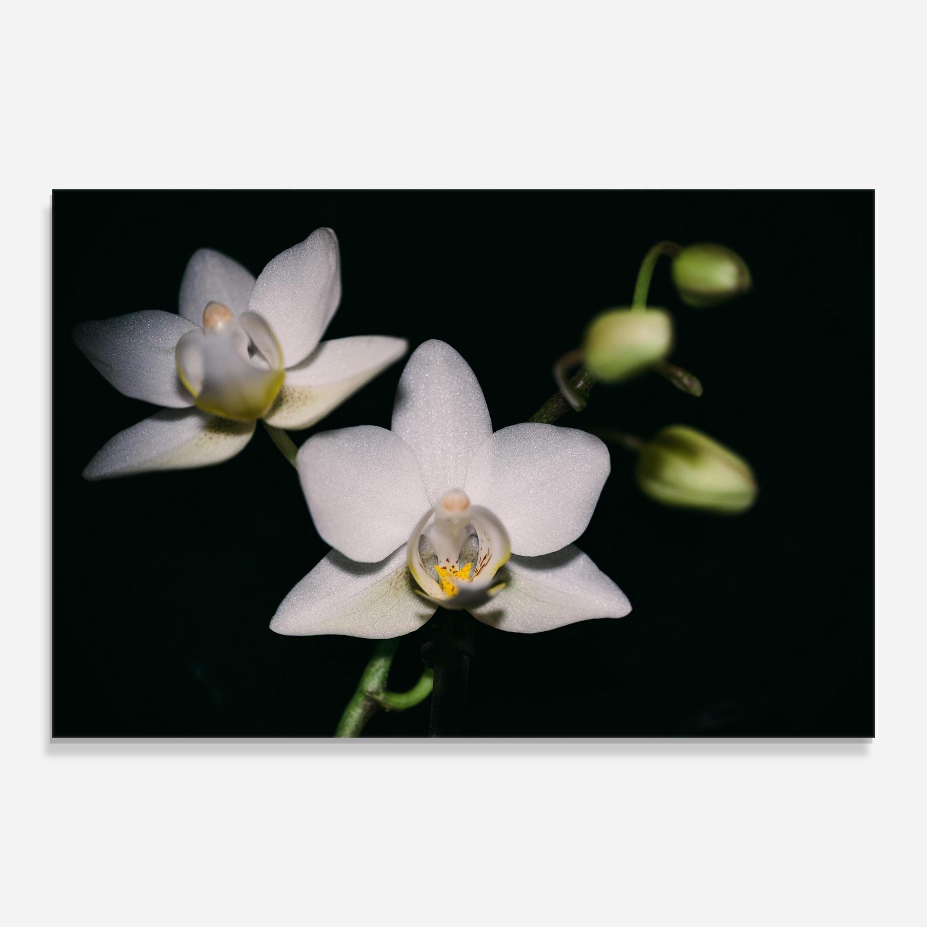 Orchids On Black mockup 0