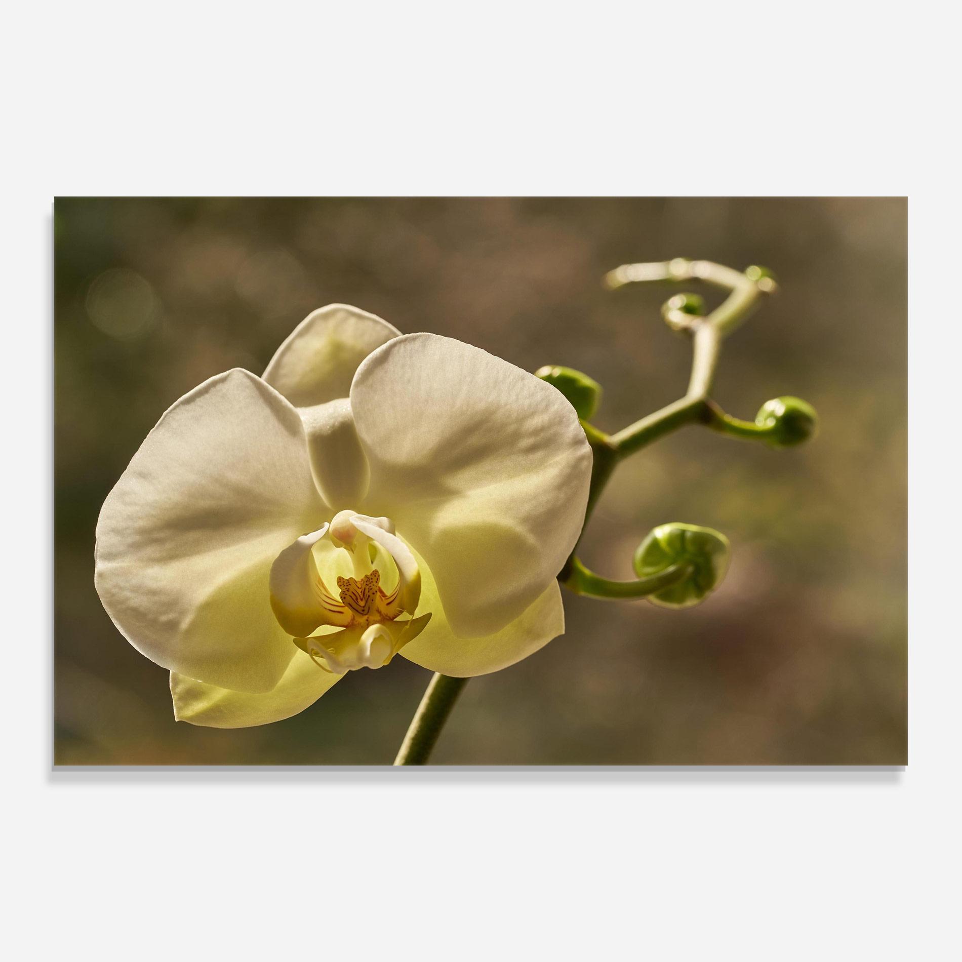 Tablou Sticla Pastel Yellow Orchid In Garden mockup 0