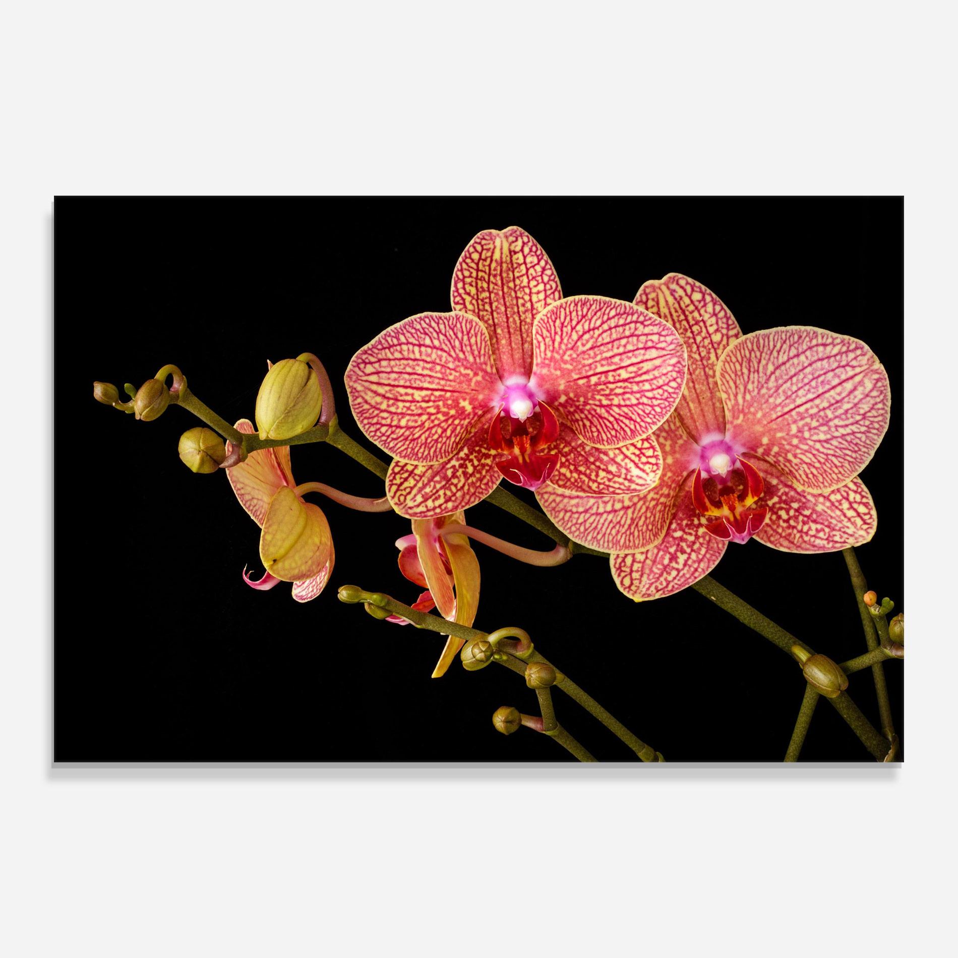 Tablou Sticla Pink Orchids On Black mockup 0