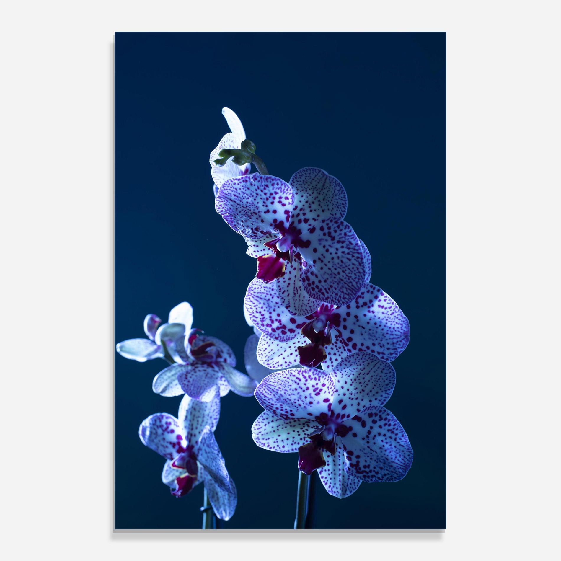Tablou Sticla Blue Light Orchid mockup 0