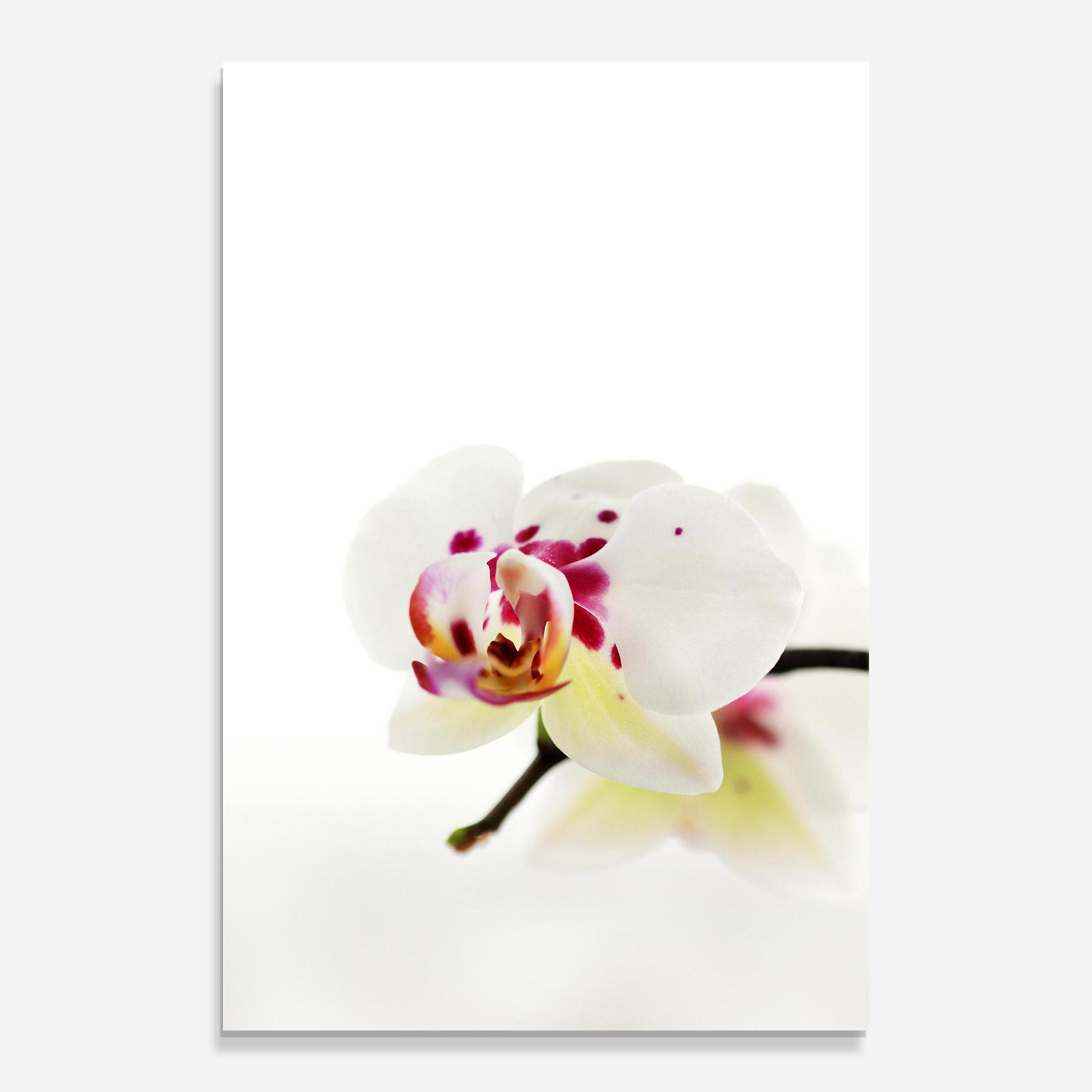 Tablou Sticla Clean White Orchid mockup 0