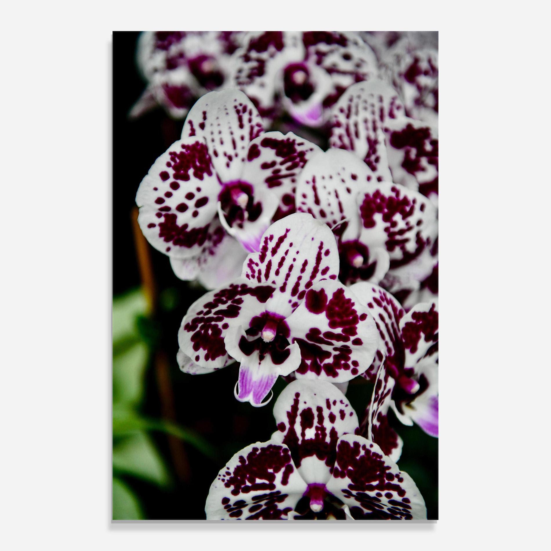 Tablou Sticla Dark Purple Orchids mockup 0