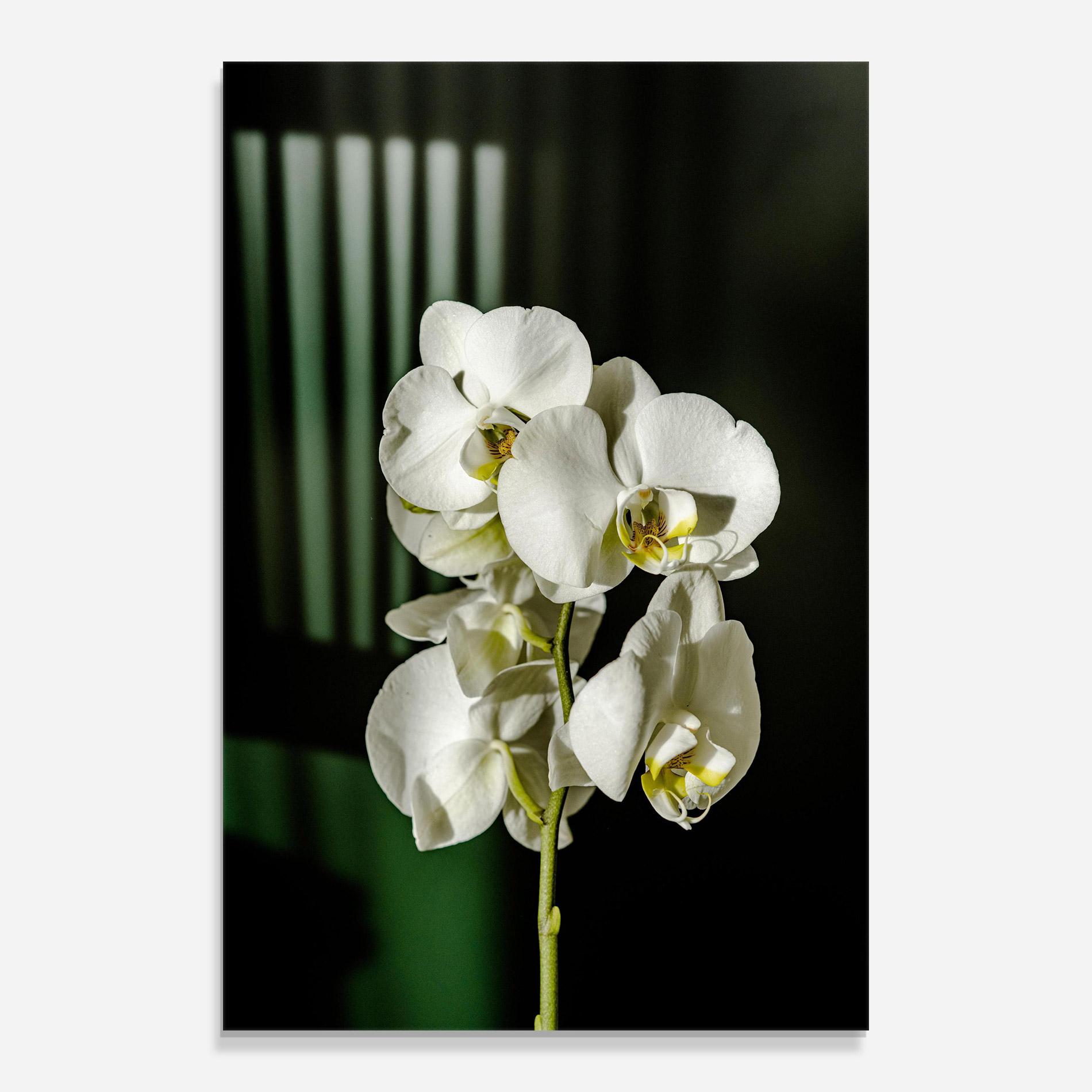 Tablou Sticla Orchid On Green mockup 0