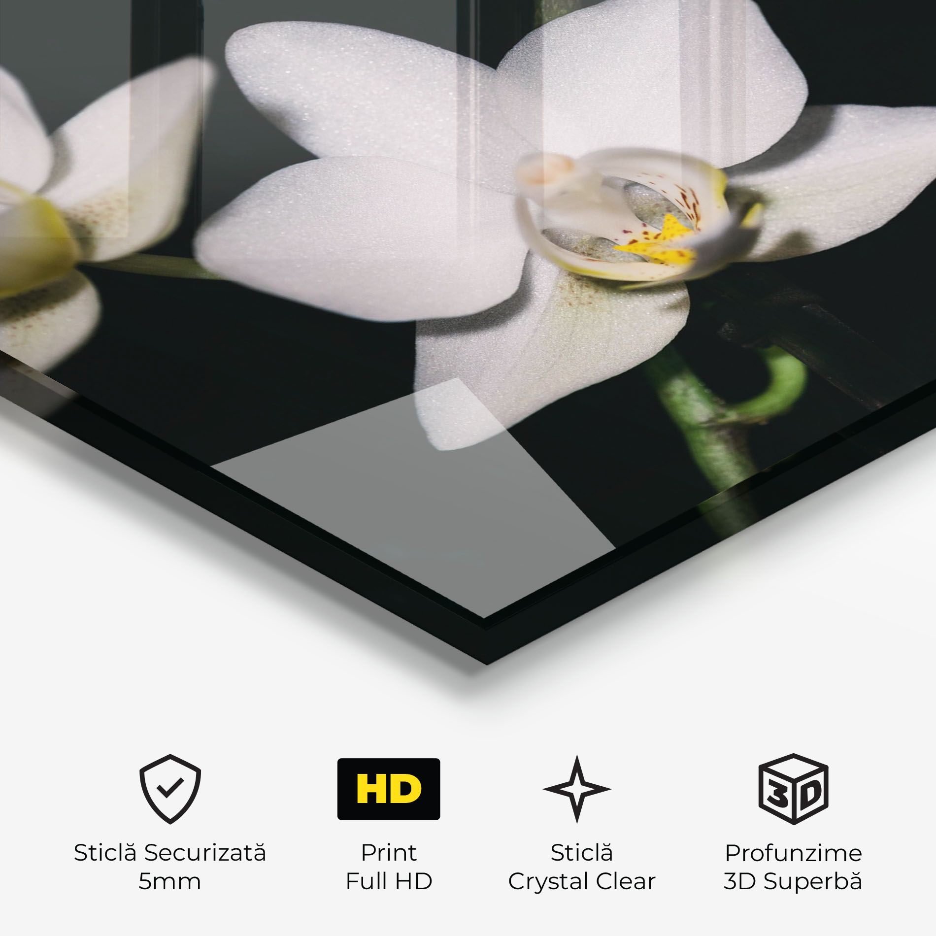 Orchids On Black mockup 3