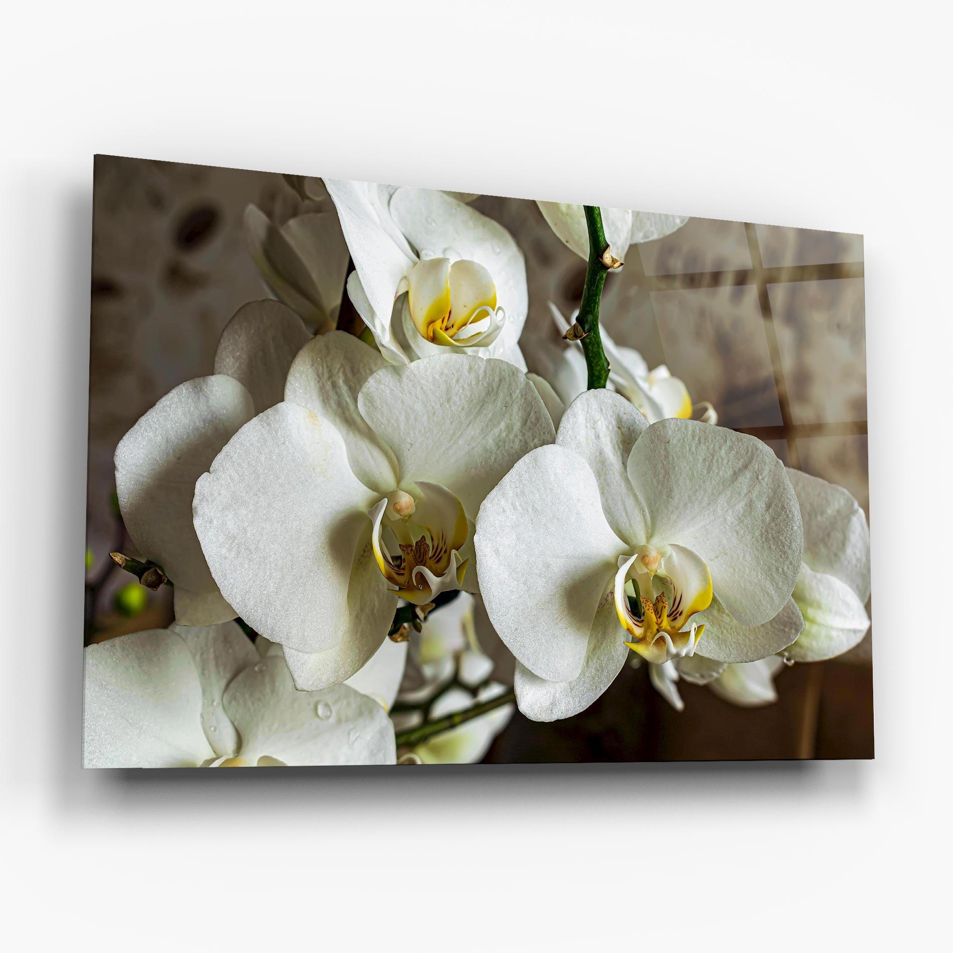 Tablou Sticla Beautiful White Orchids mockup 6