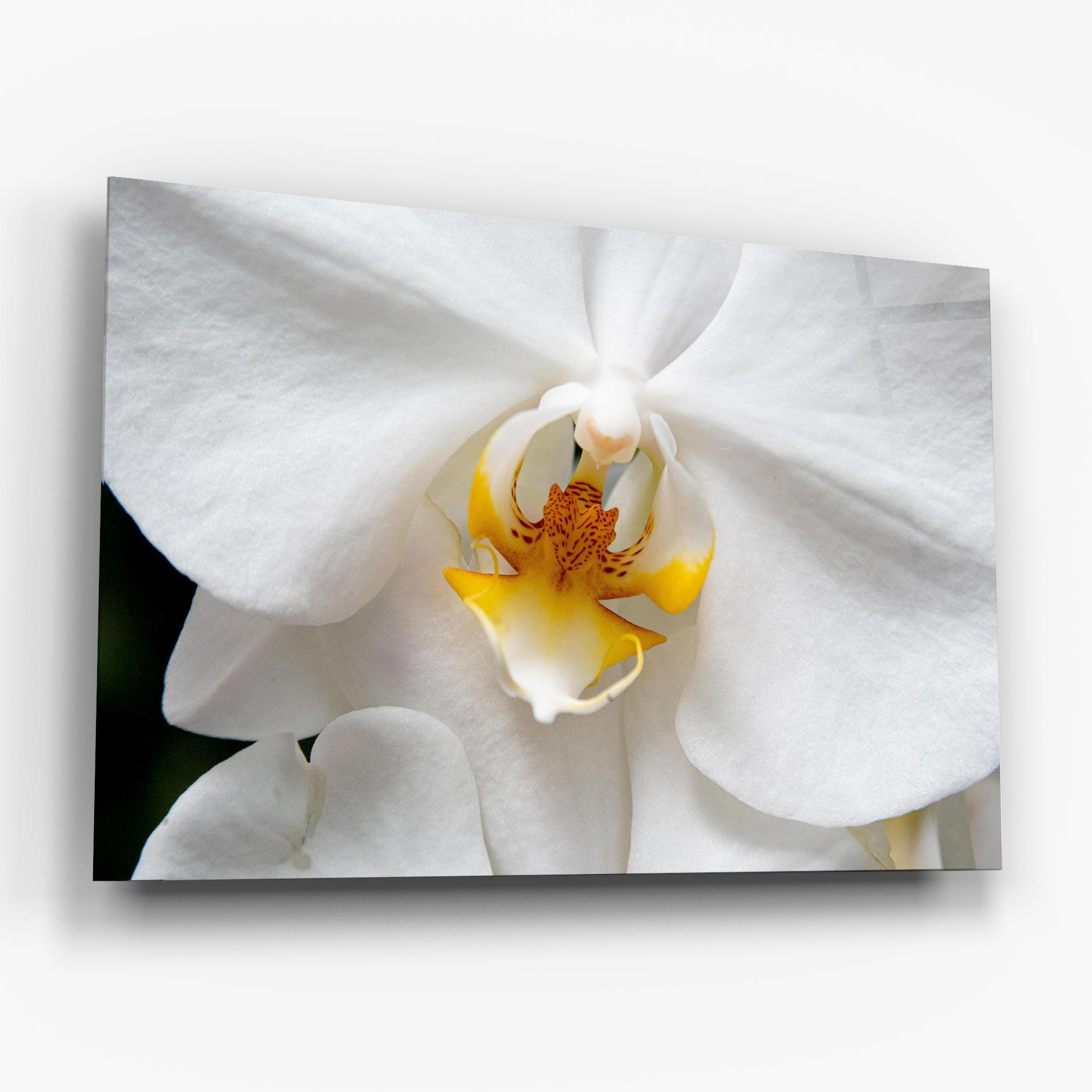 Tablou Sticla Big Orchid Close Up mockup 6