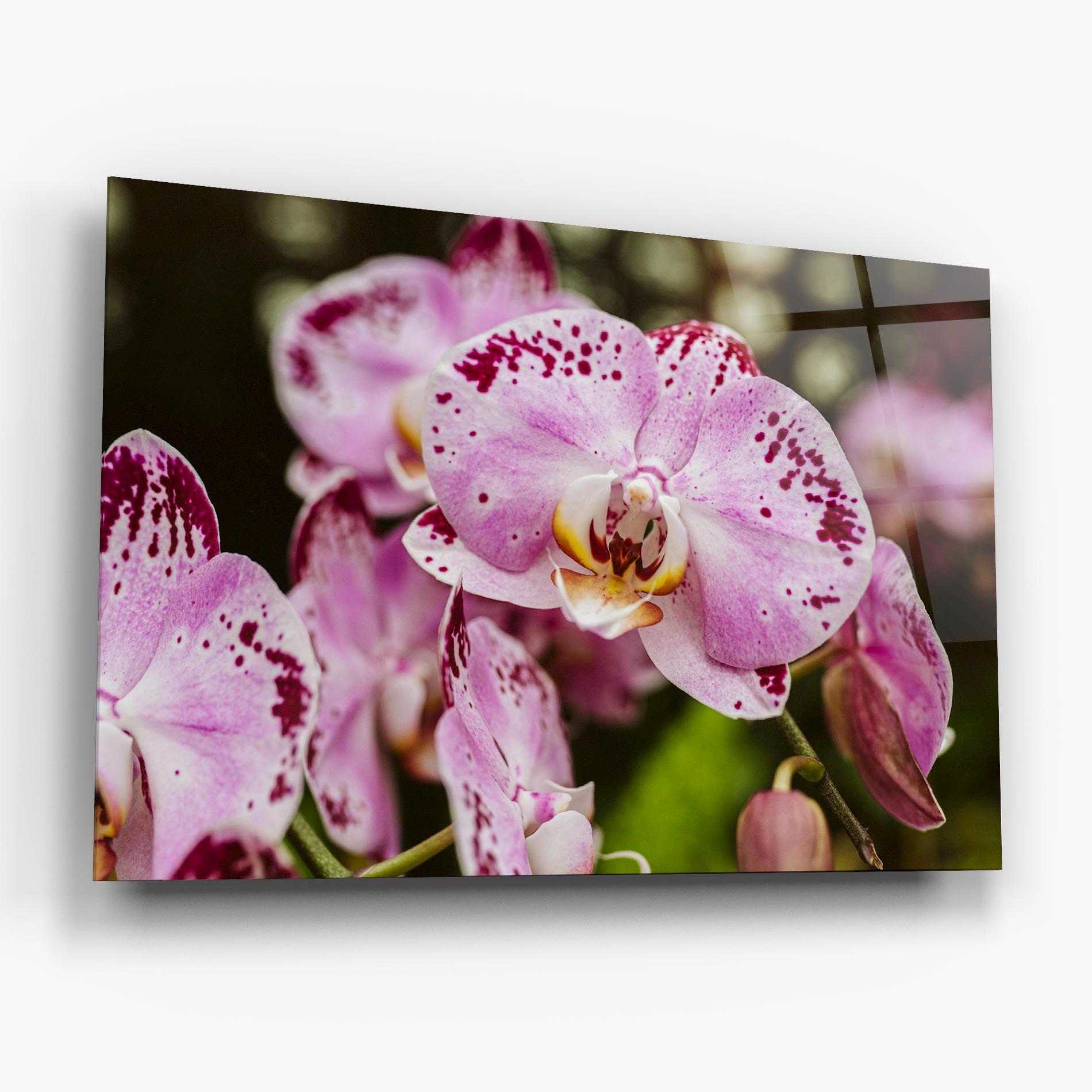 Tablou Sticla Big Pink Orchid In Nature mockup 6