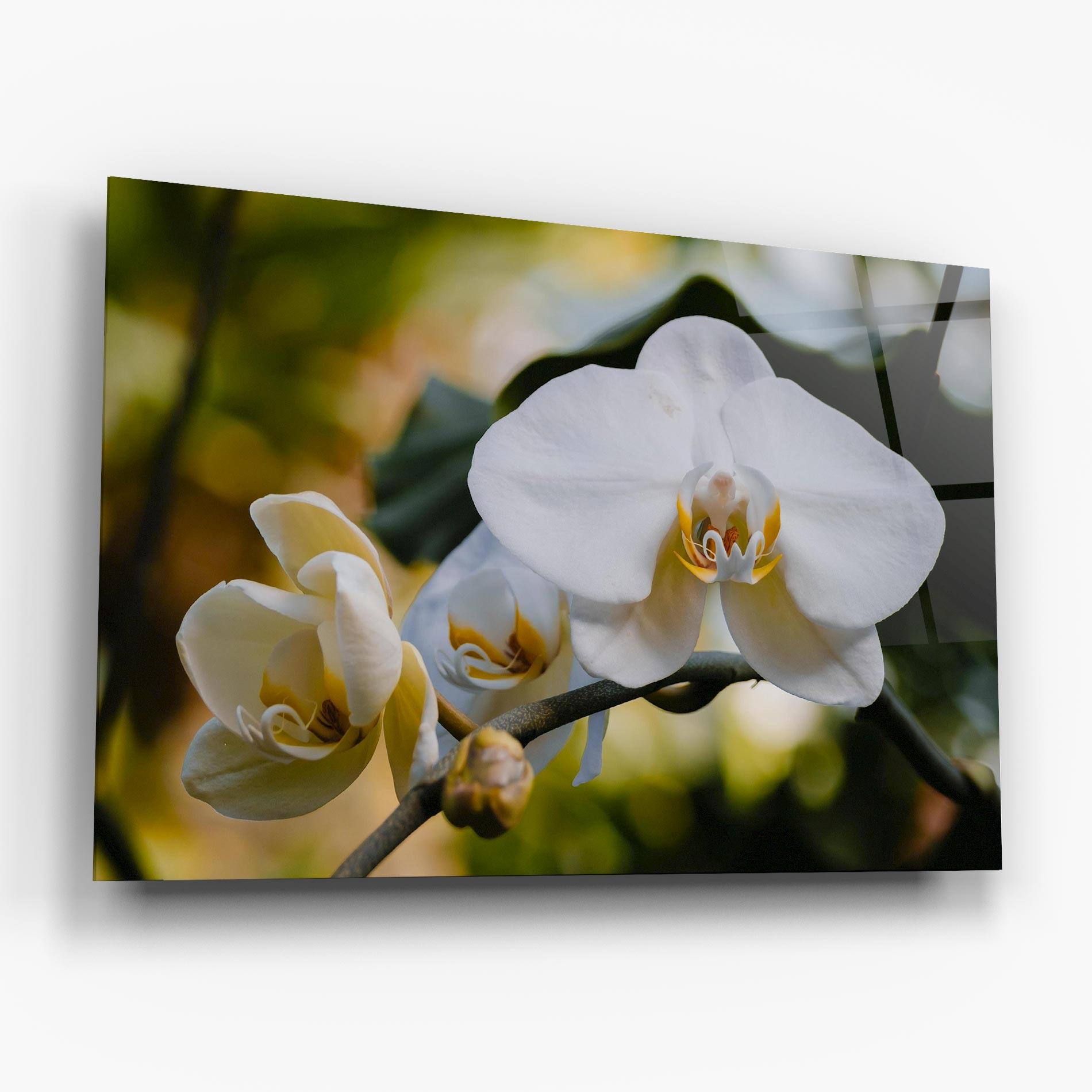 Tablou Sticla Cream Orchid In Nature mockup 6