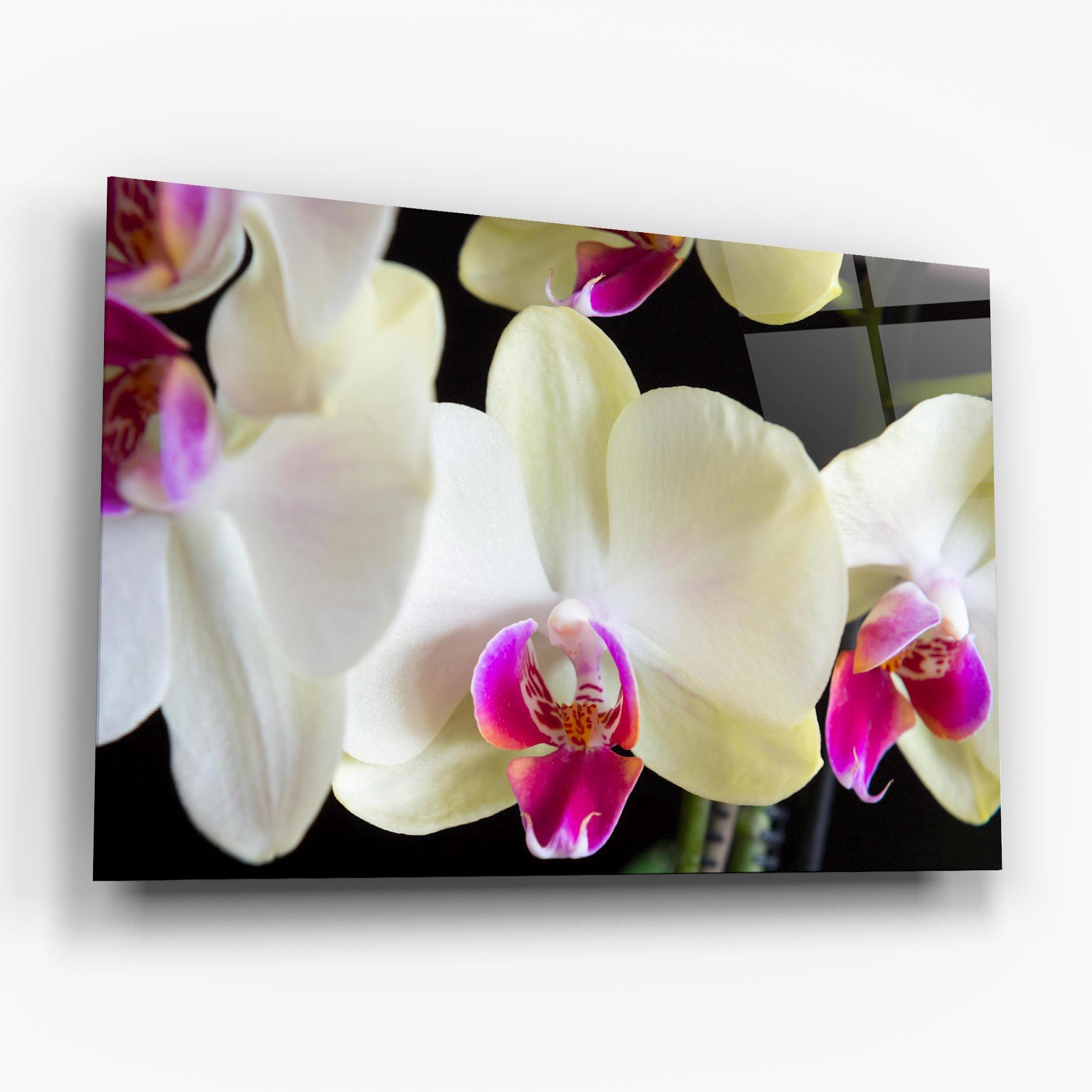 Cream Purple Orchids mockup 6