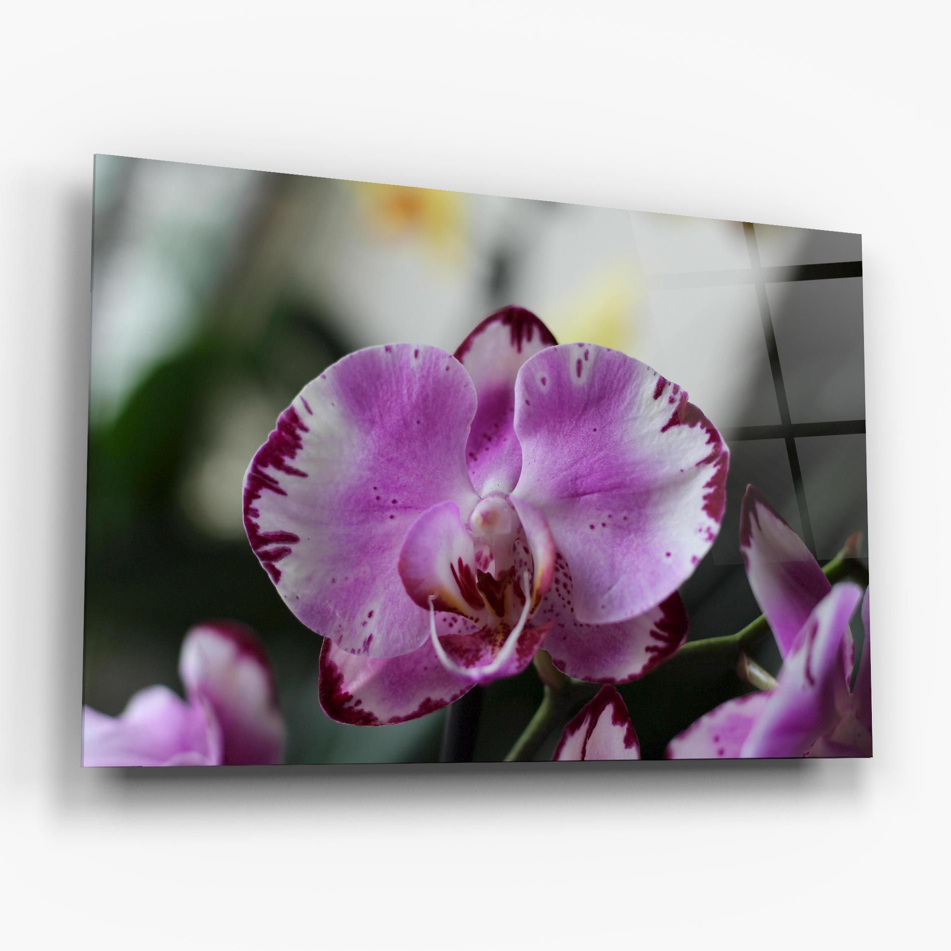 Dark Purple Orchids In Nature mockup 6