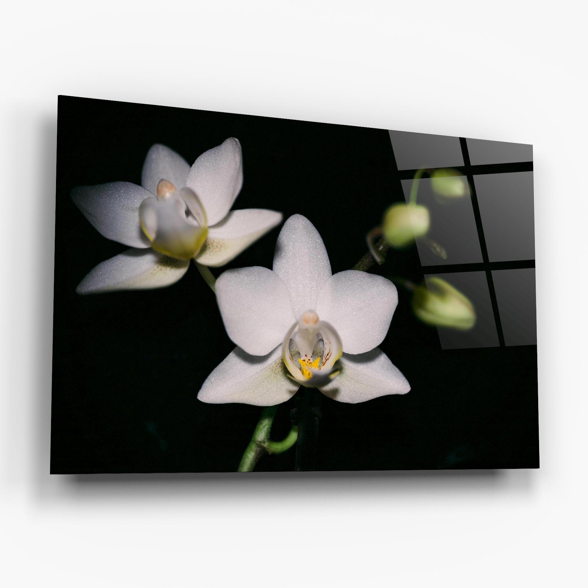 Tablou Sticla Orchids On Black mockup 6