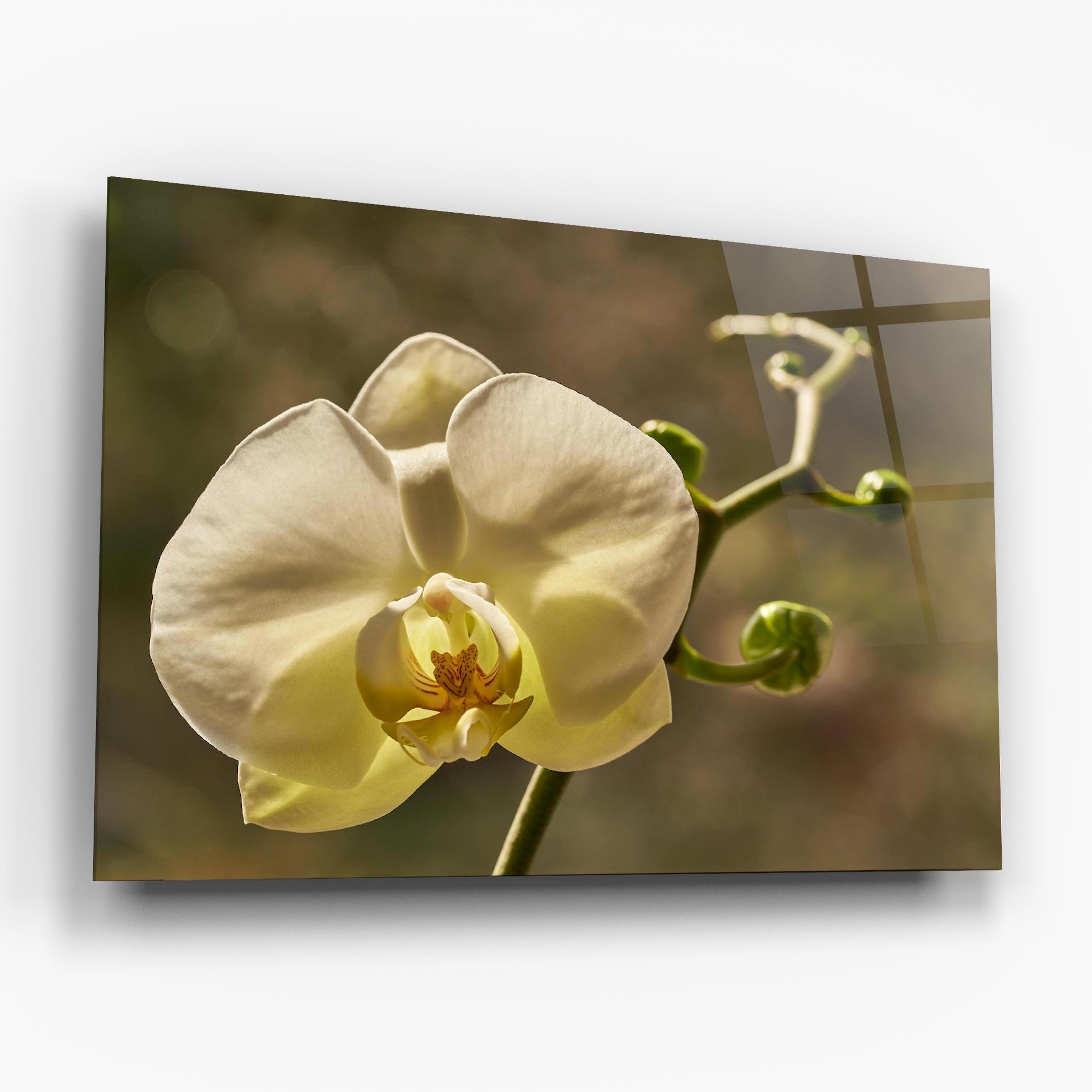 Tablou Sticla Pastel Yellow Orchid In Garden mockup 6