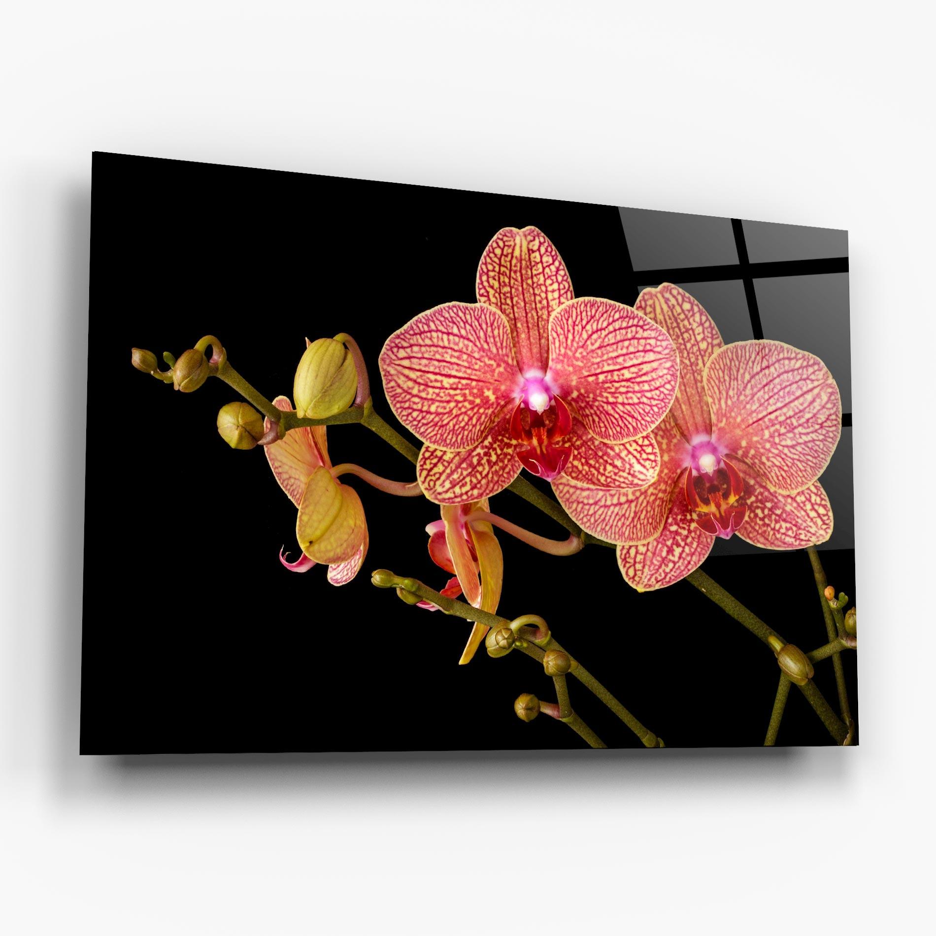 Tablou Sticla Pink Orchids On Black mockup 6