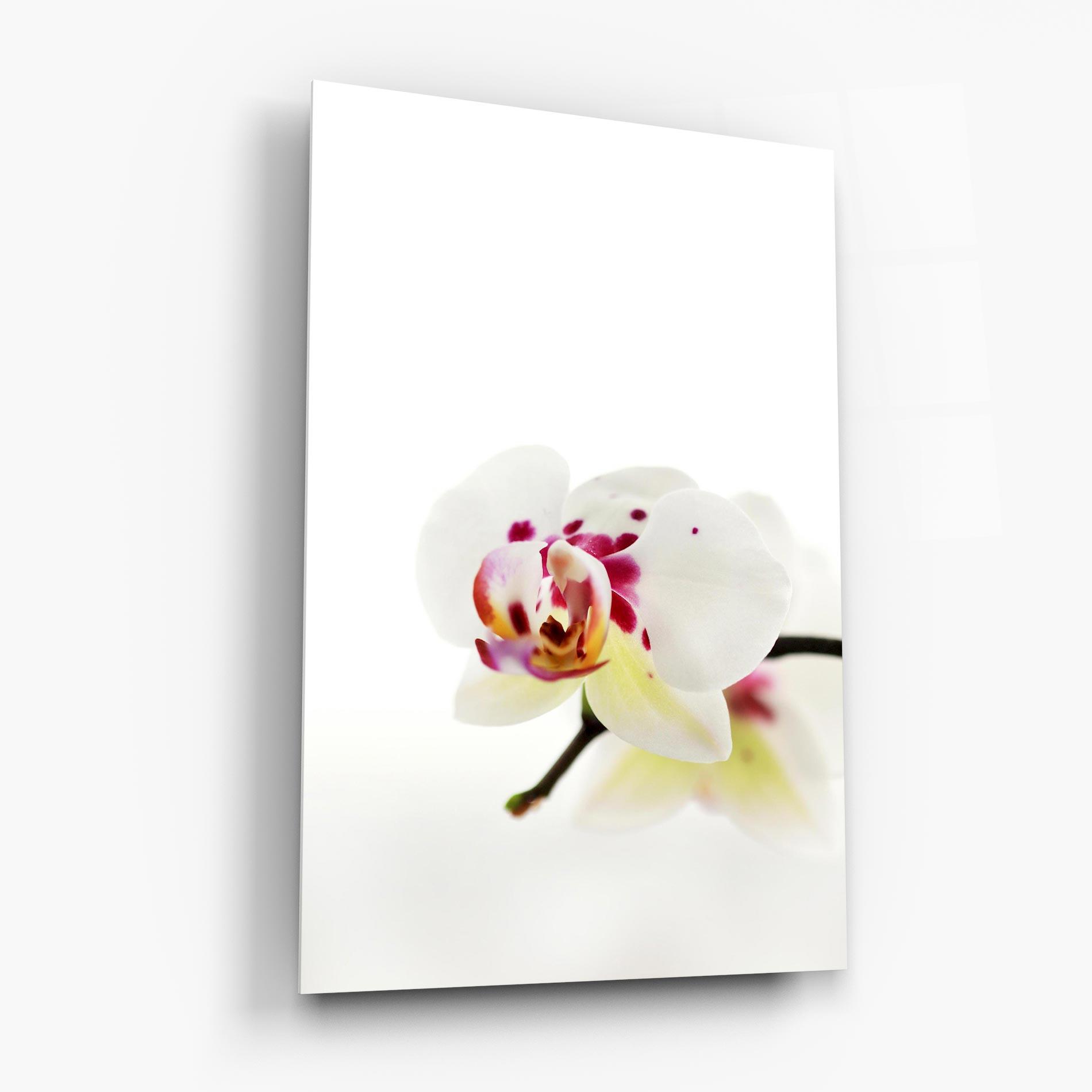 Tablou Sticla Clean White Orchid mockup 6