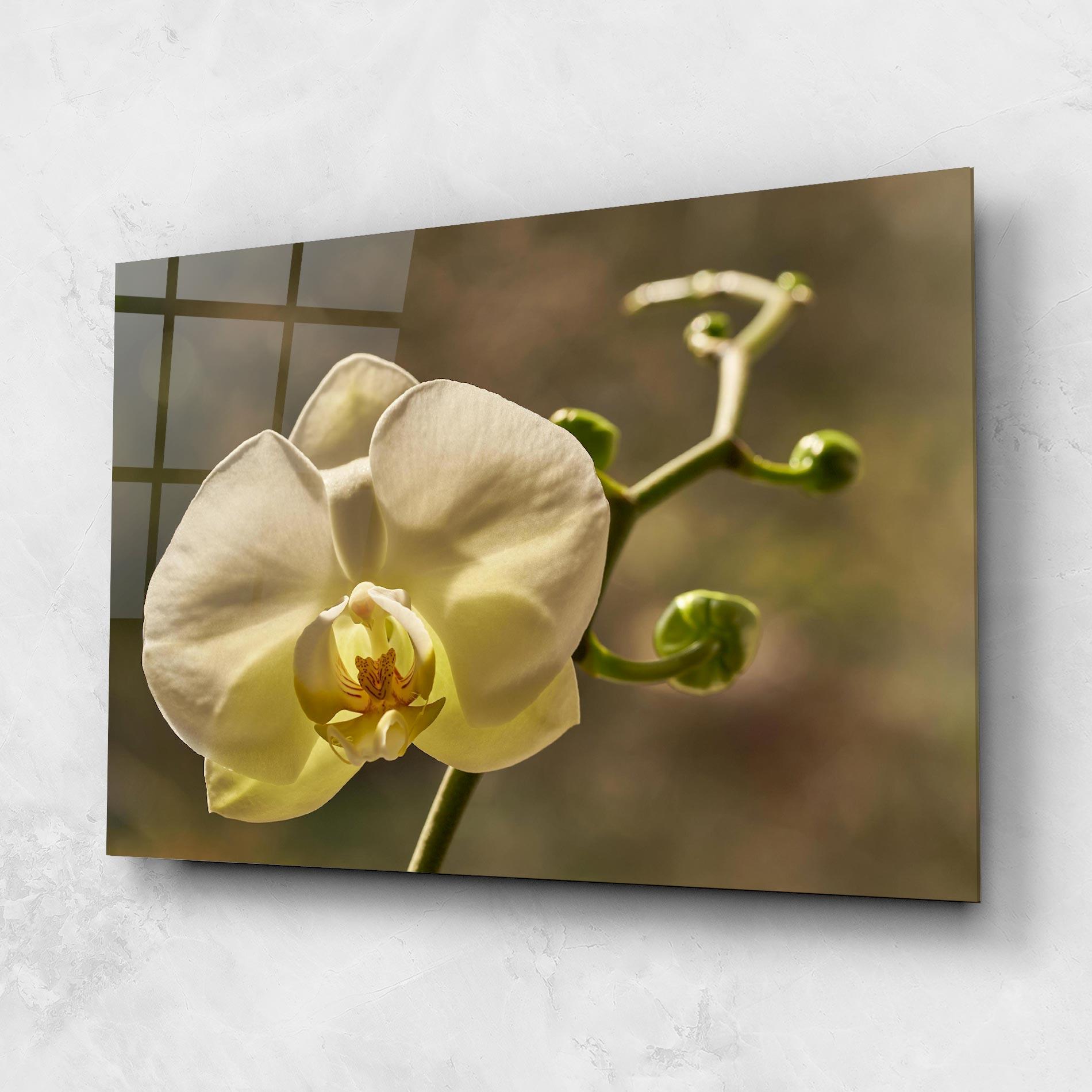 Tablou Sticla Pastel Yellow Orchid In Garden mockup 1
