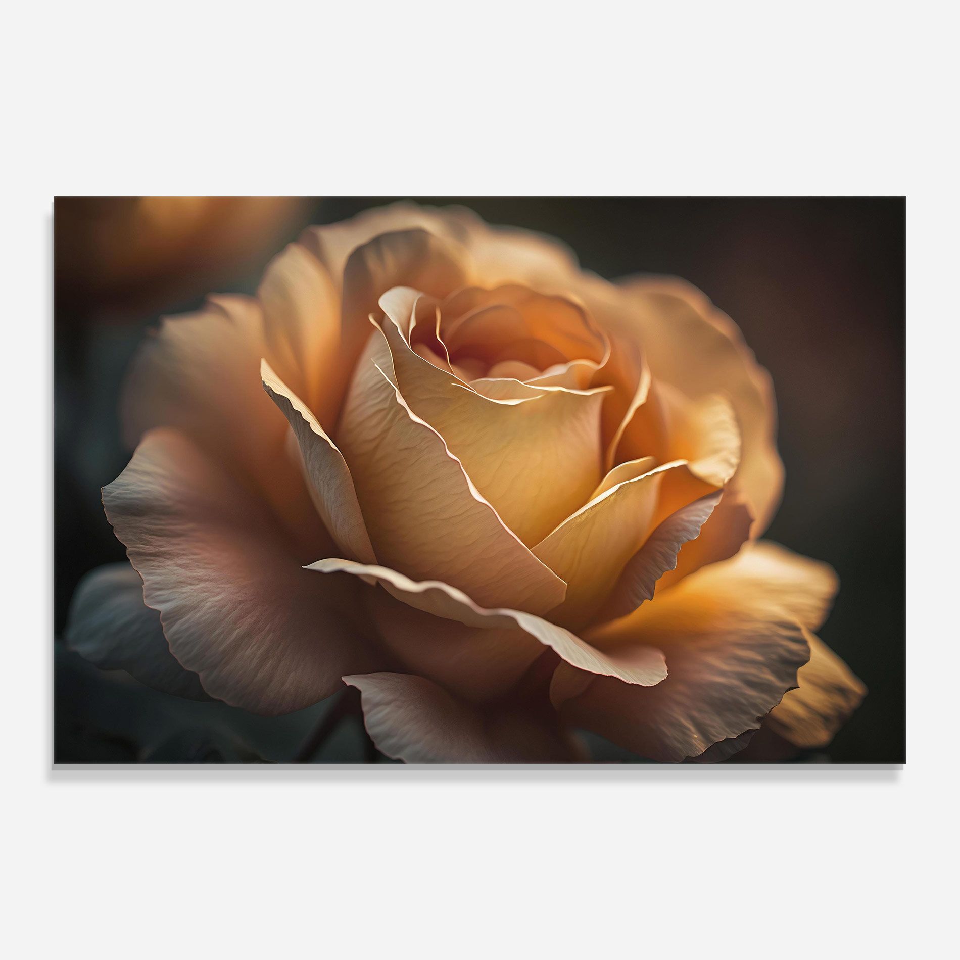 Light Orange Rose Close Up mockup 0