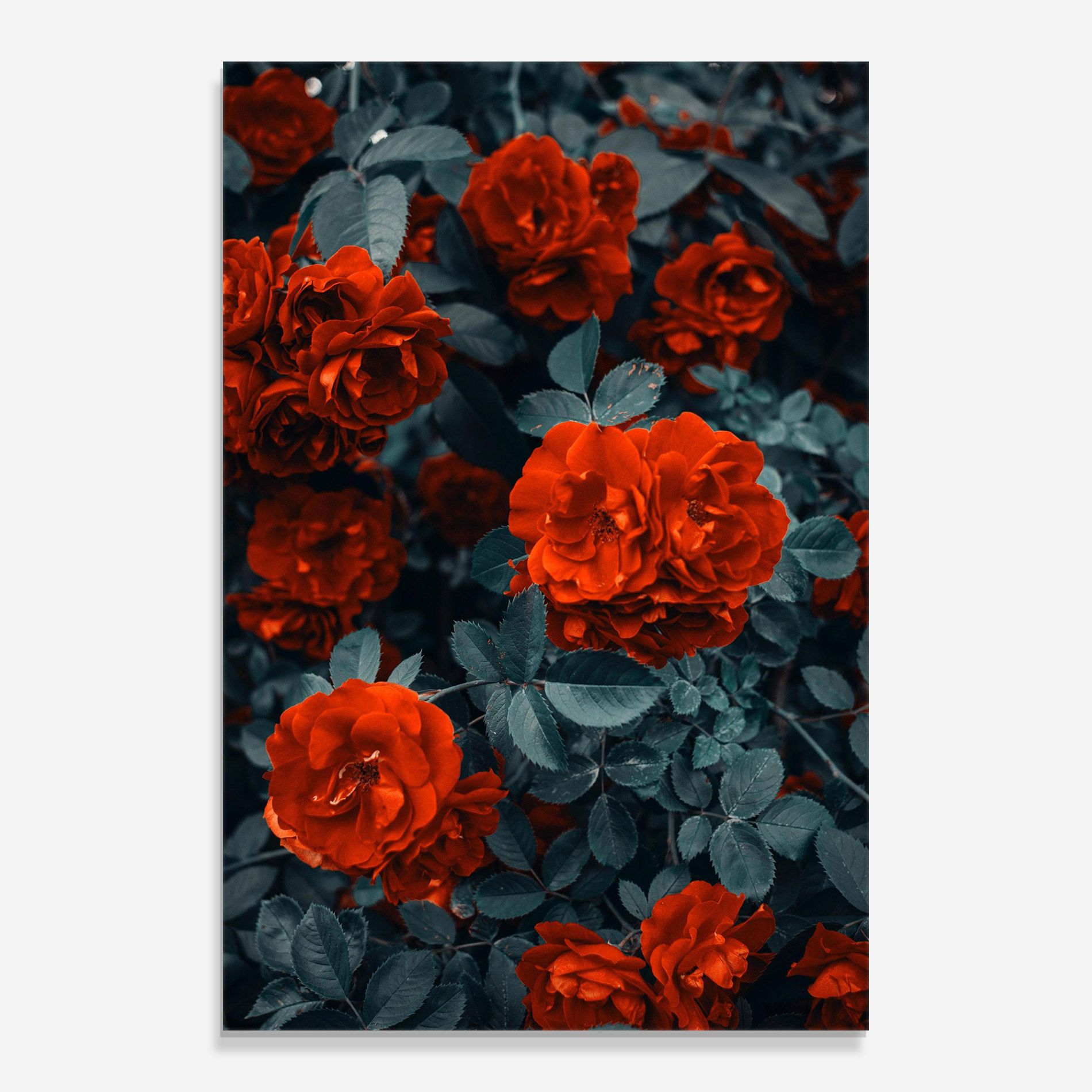 Bright Red Rose mockup 0
