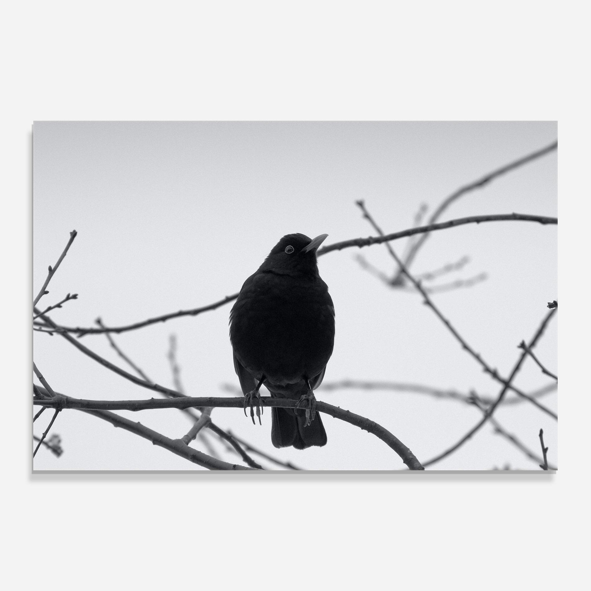 Tablou Sticla Black Bird mockup 0