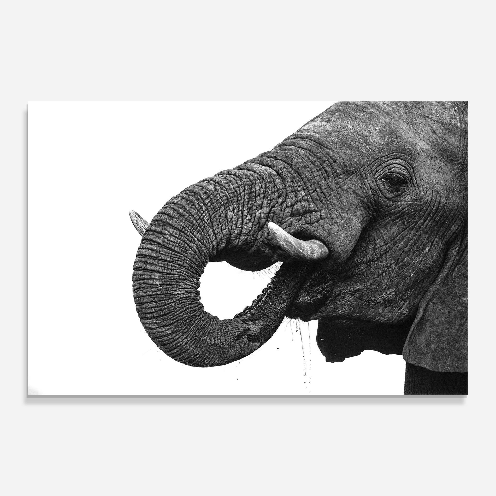 Tablou Sticla Elephant Drinking mockup 0