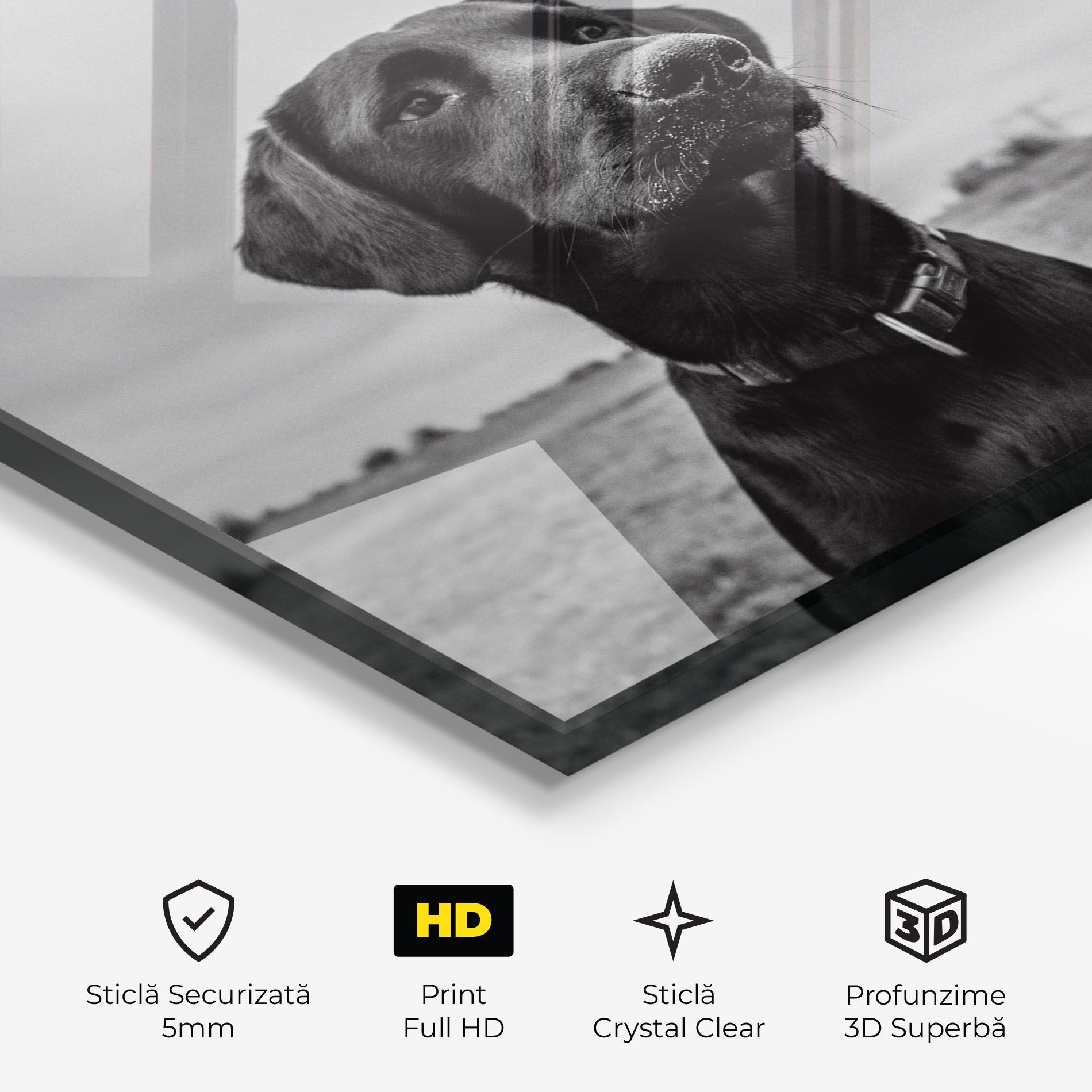 Black Dog mockup 3
