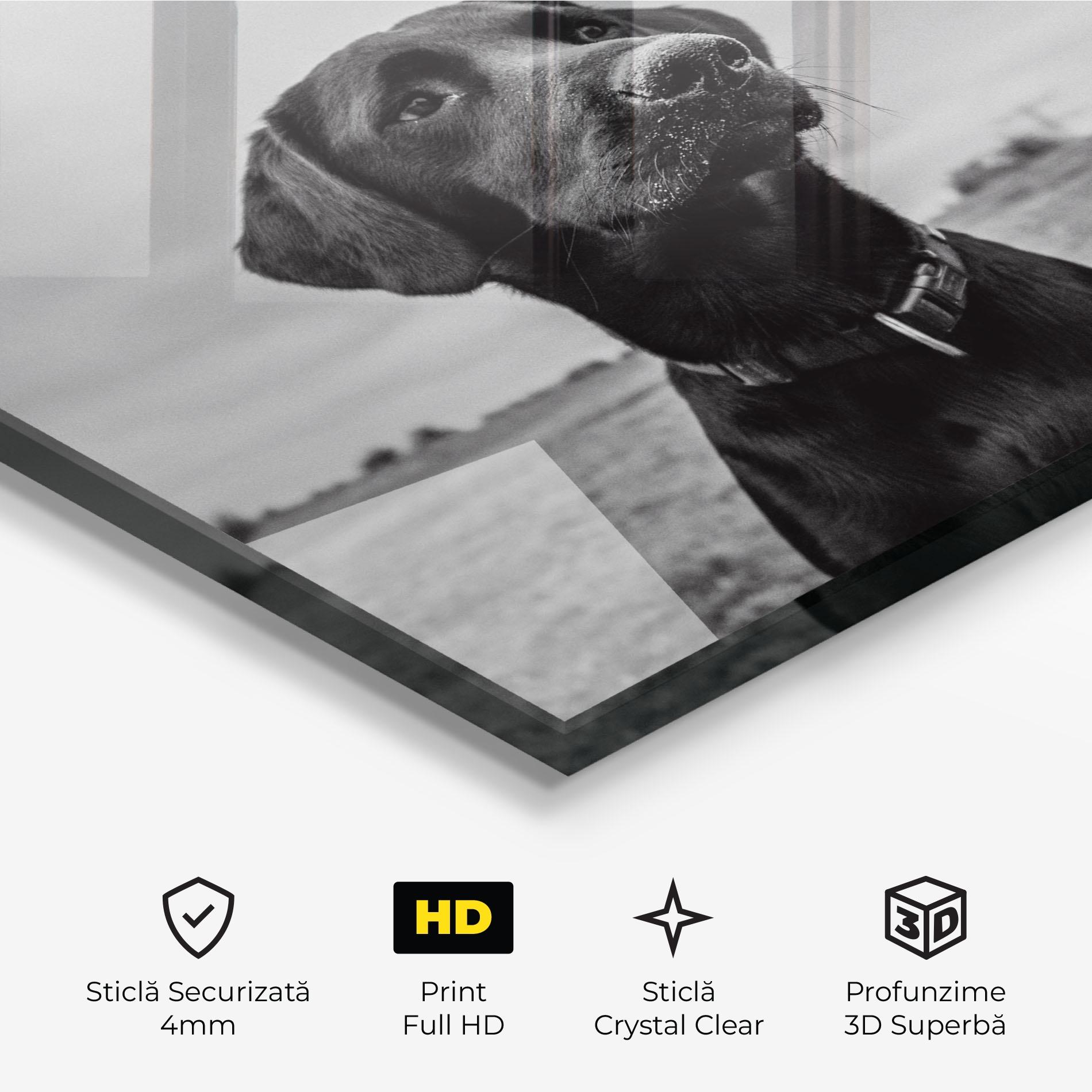 Tablou Sticla Black Dog mockup 3