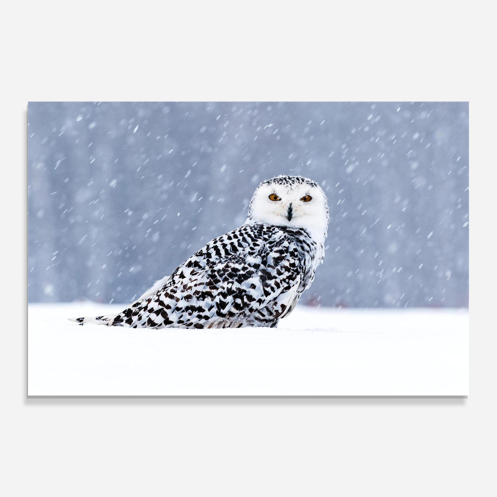 Tablou Sticla Snow Owl mockup 0
