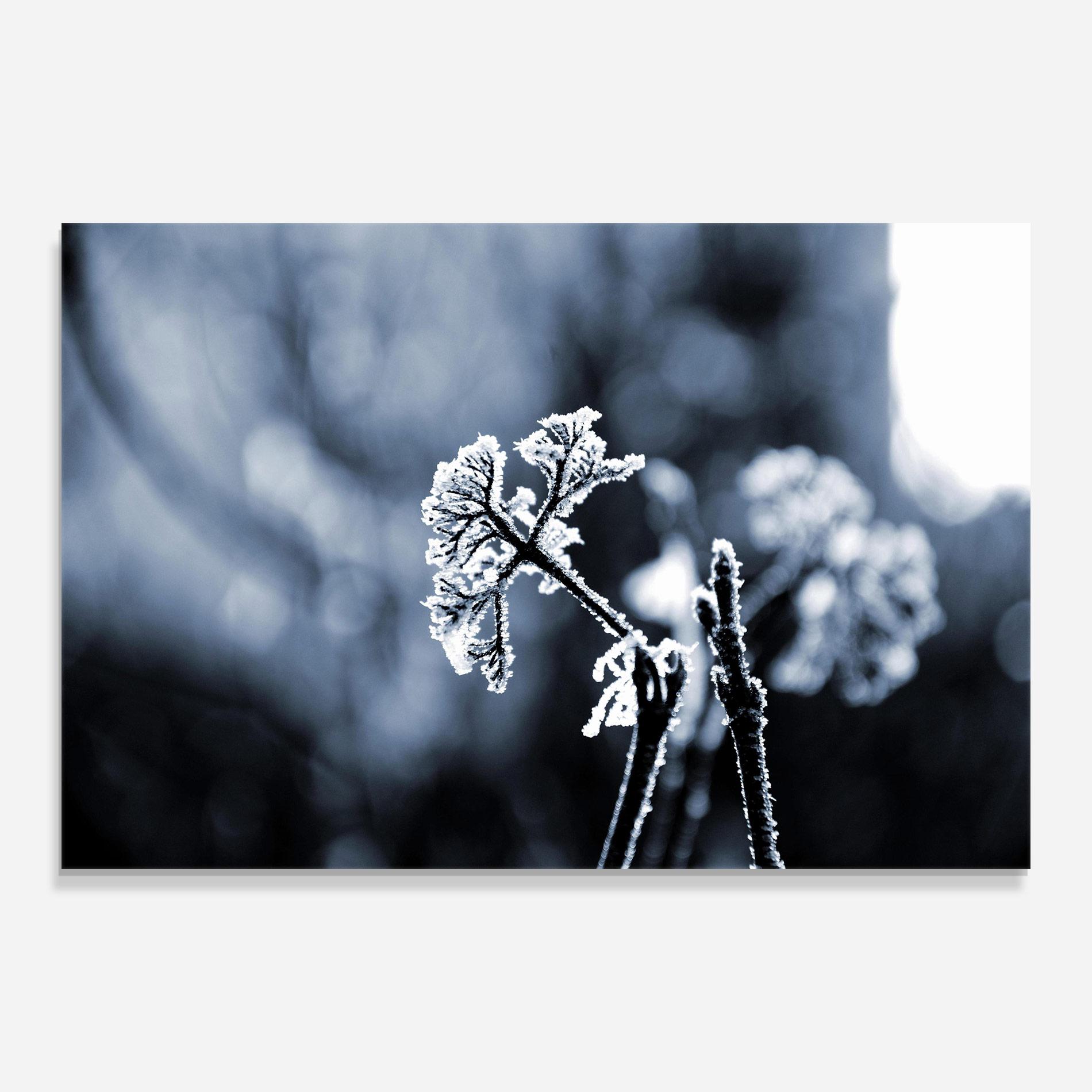 Tablou Sticla Winter Plant mockup 0