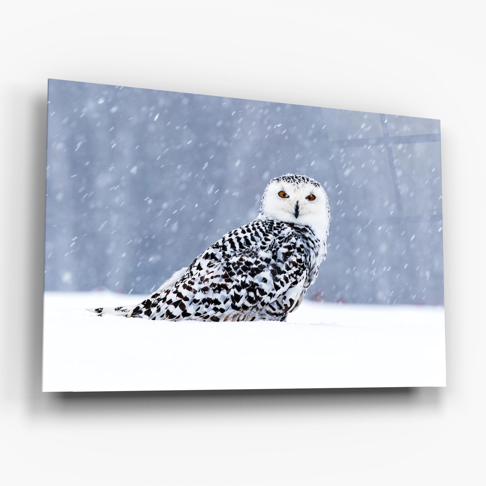 Tablou Sticla Snow Owl mockup 6