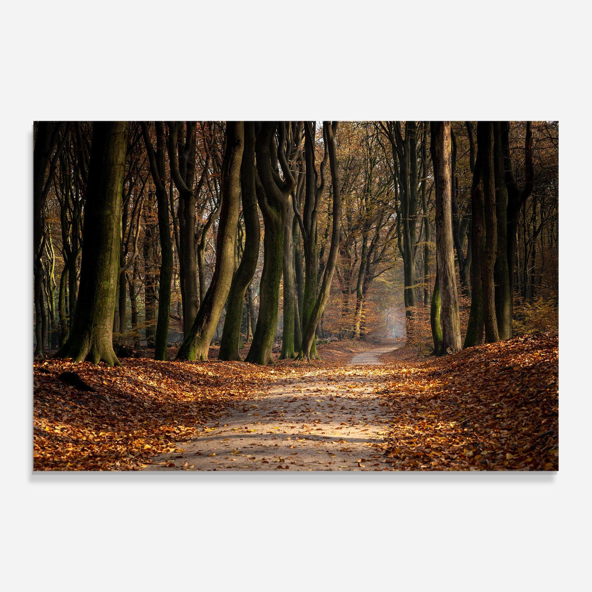 Tablou Sticla Autumn Path Forest mockup 0