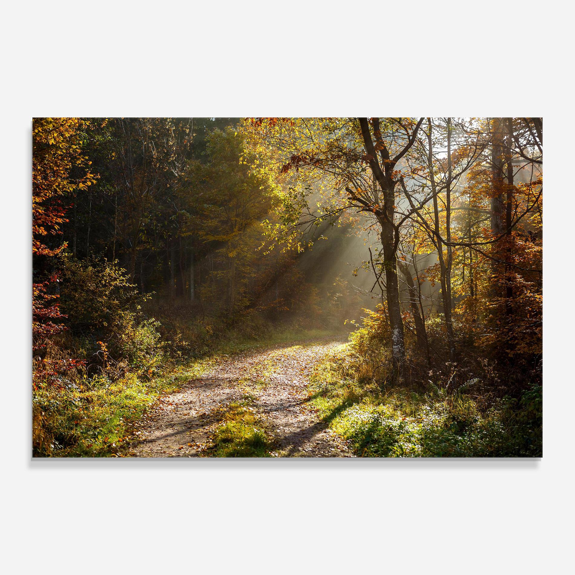 Tablou Sticla Autumn Trees Sun mockup 0