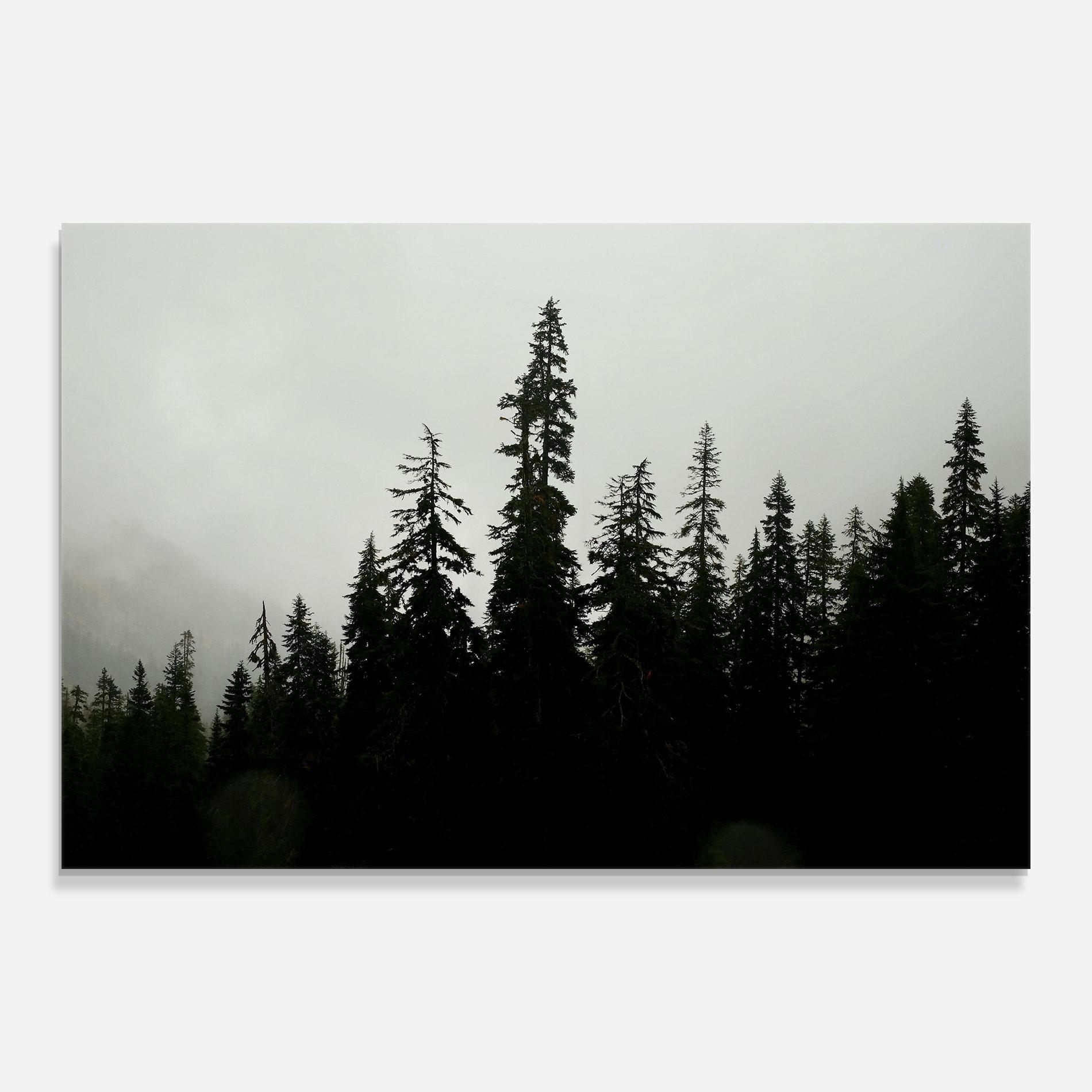Tablou Sticla Black Tree Forest mockup 0