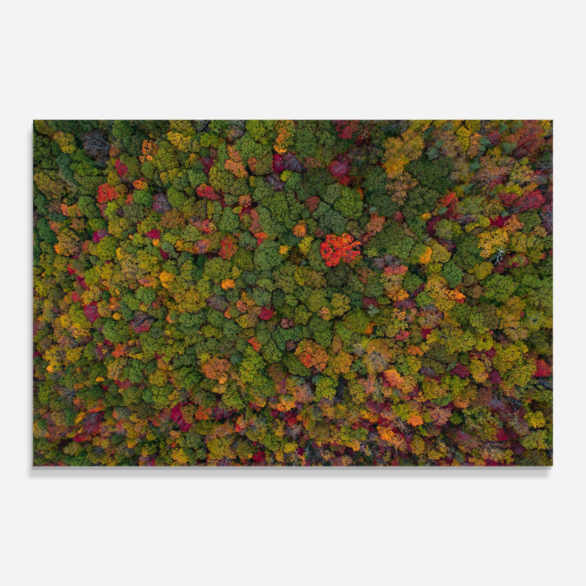 Tablou Sticla Color Mix Forest mockup 0