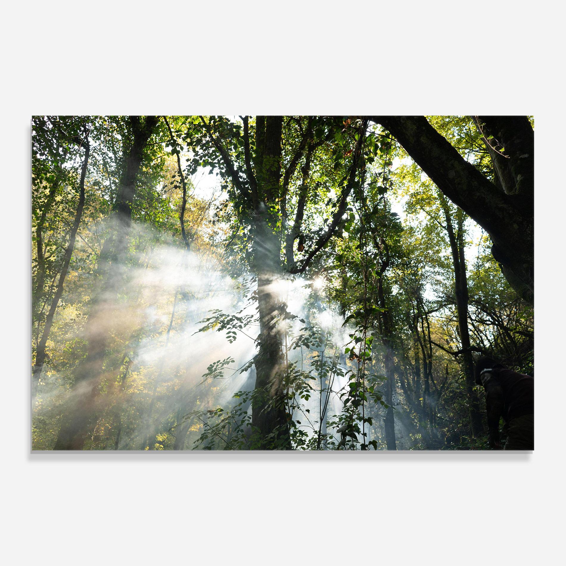 Tablou Sticla Foggy Light Forest mockup 0